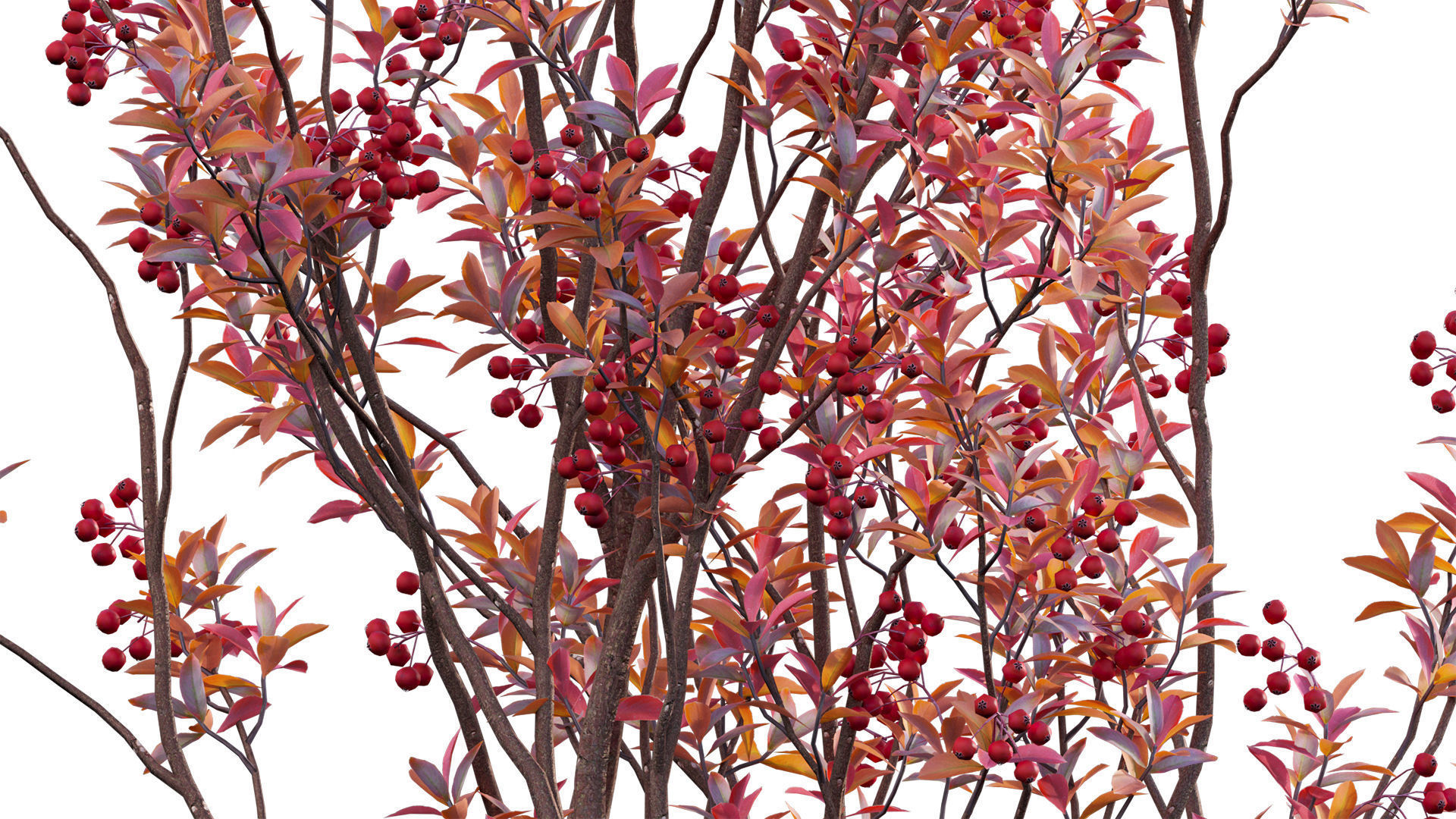 Aronia arbutifolia - Red Chokeberry Low-poly 3D model_8