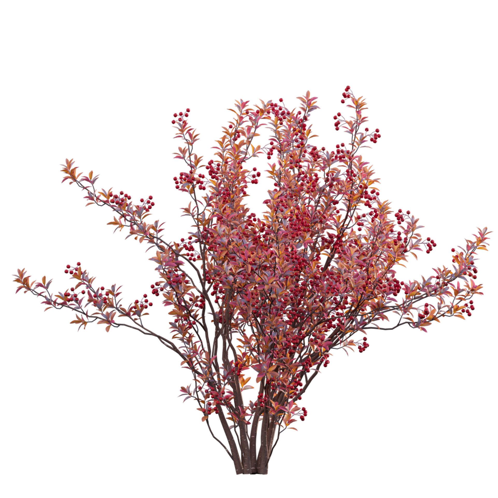 Aronia arbutifolia - Red Chokeberry Low-poly 3D model_1