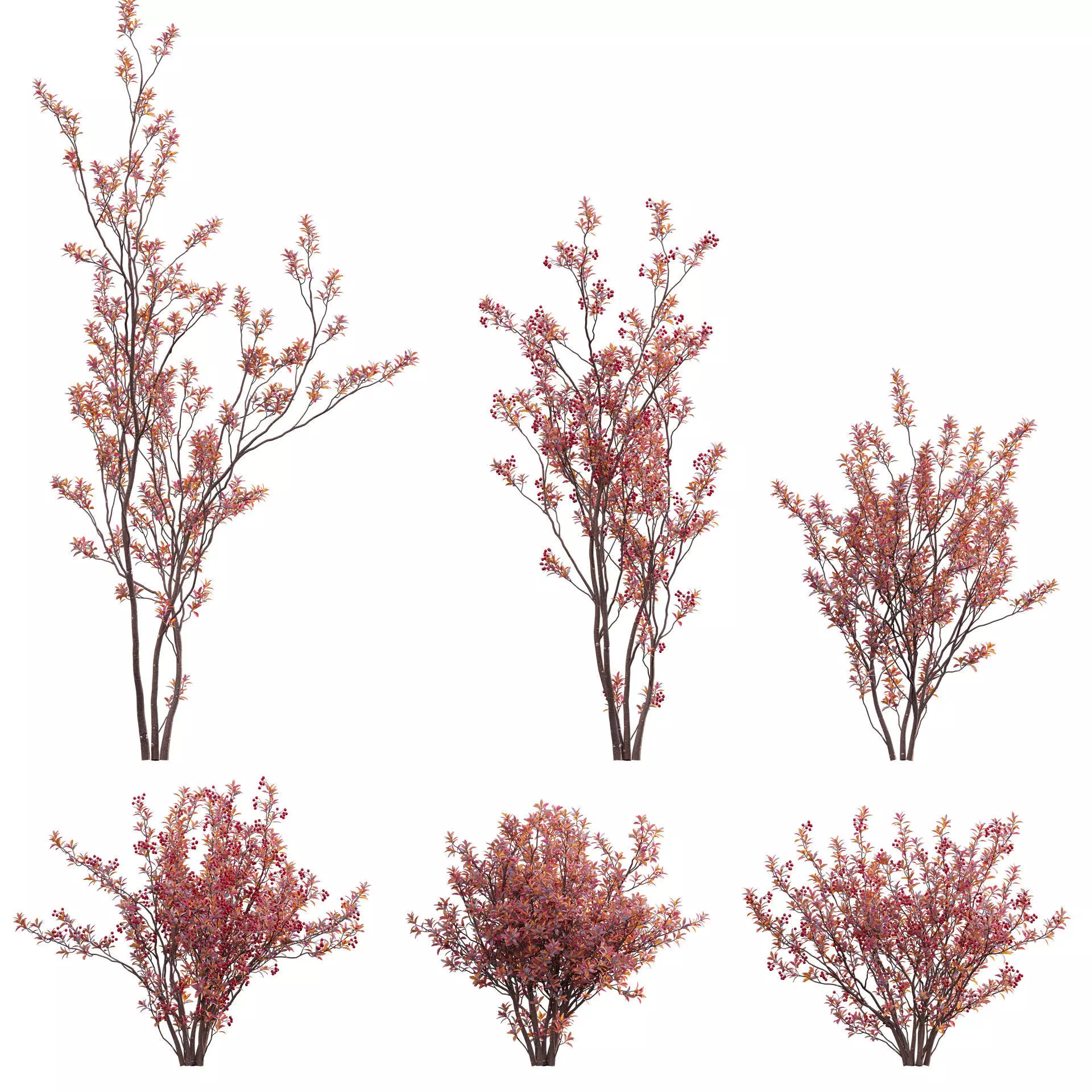 Aronia arbutifolia - Red Chokeberry Low-poly 3D model_0