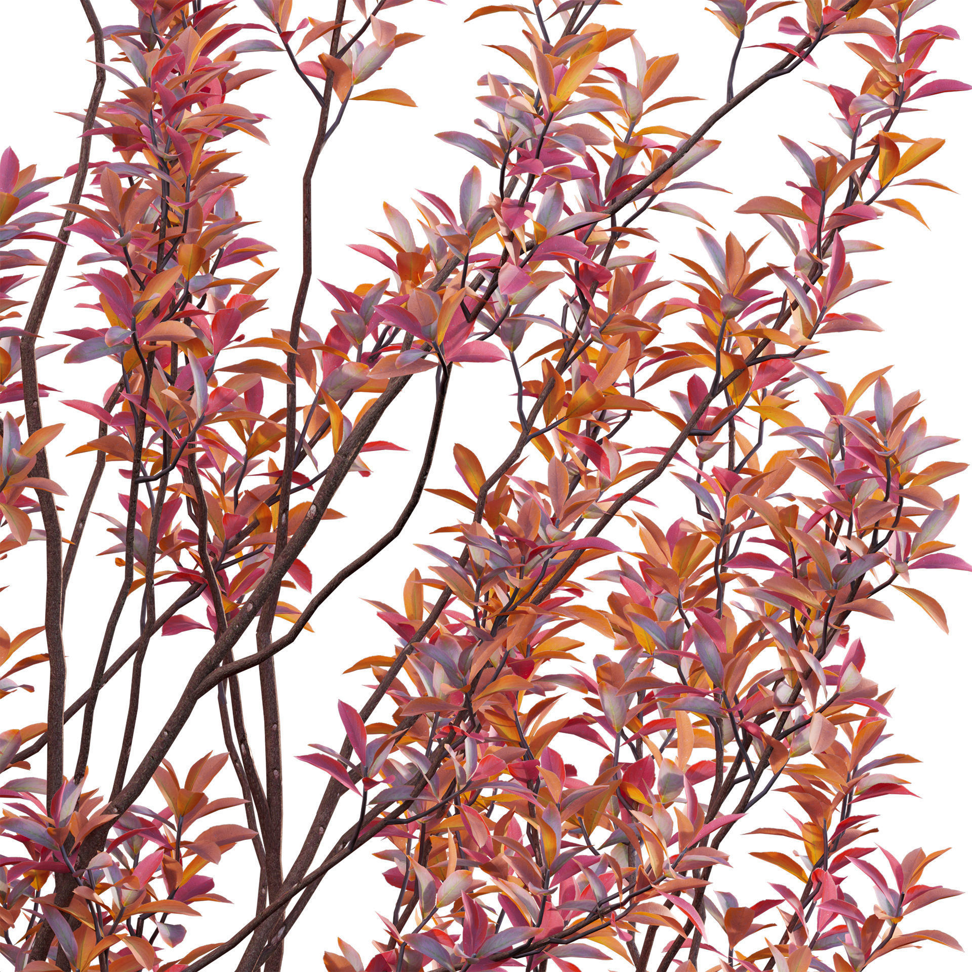 Aronia arbutifolia - Red Chokeberry Low-poly 3D model_3