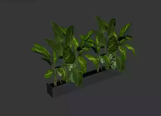 Decor Plant