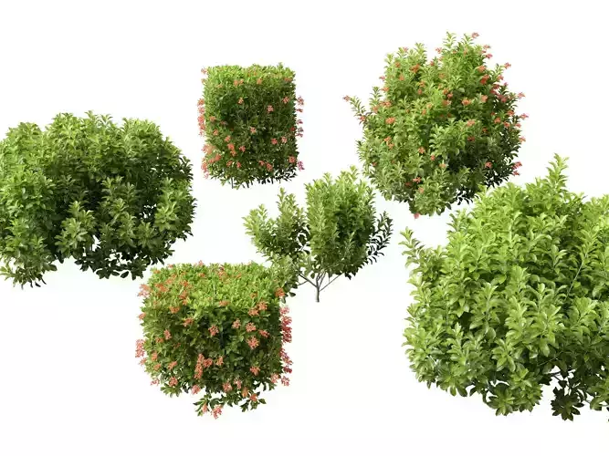 HighPoly LowPoly - Sweet Viburnum odoratissimum