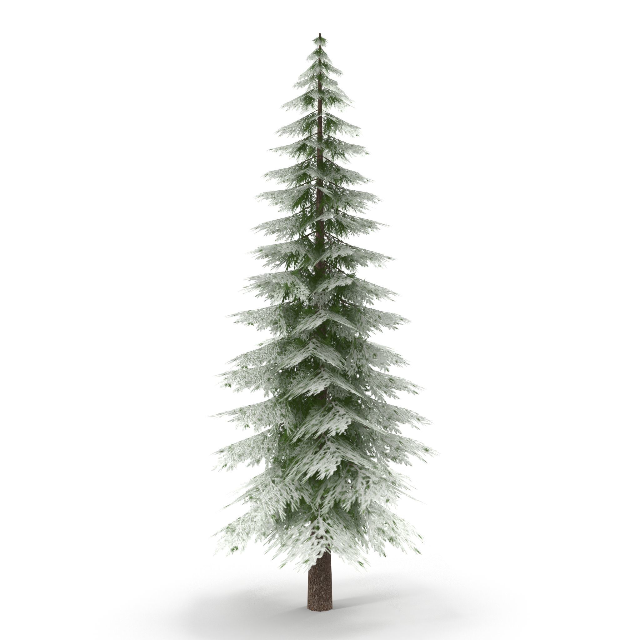 Canadian Spruce Tree Snow V1 Low-poly 3D model_2