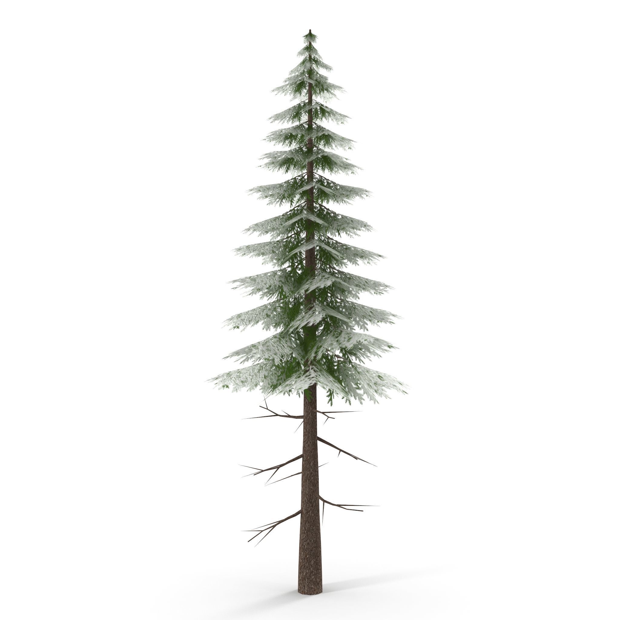 Canadian Spruce Tree Snow V3 Low-poly 3D model_1