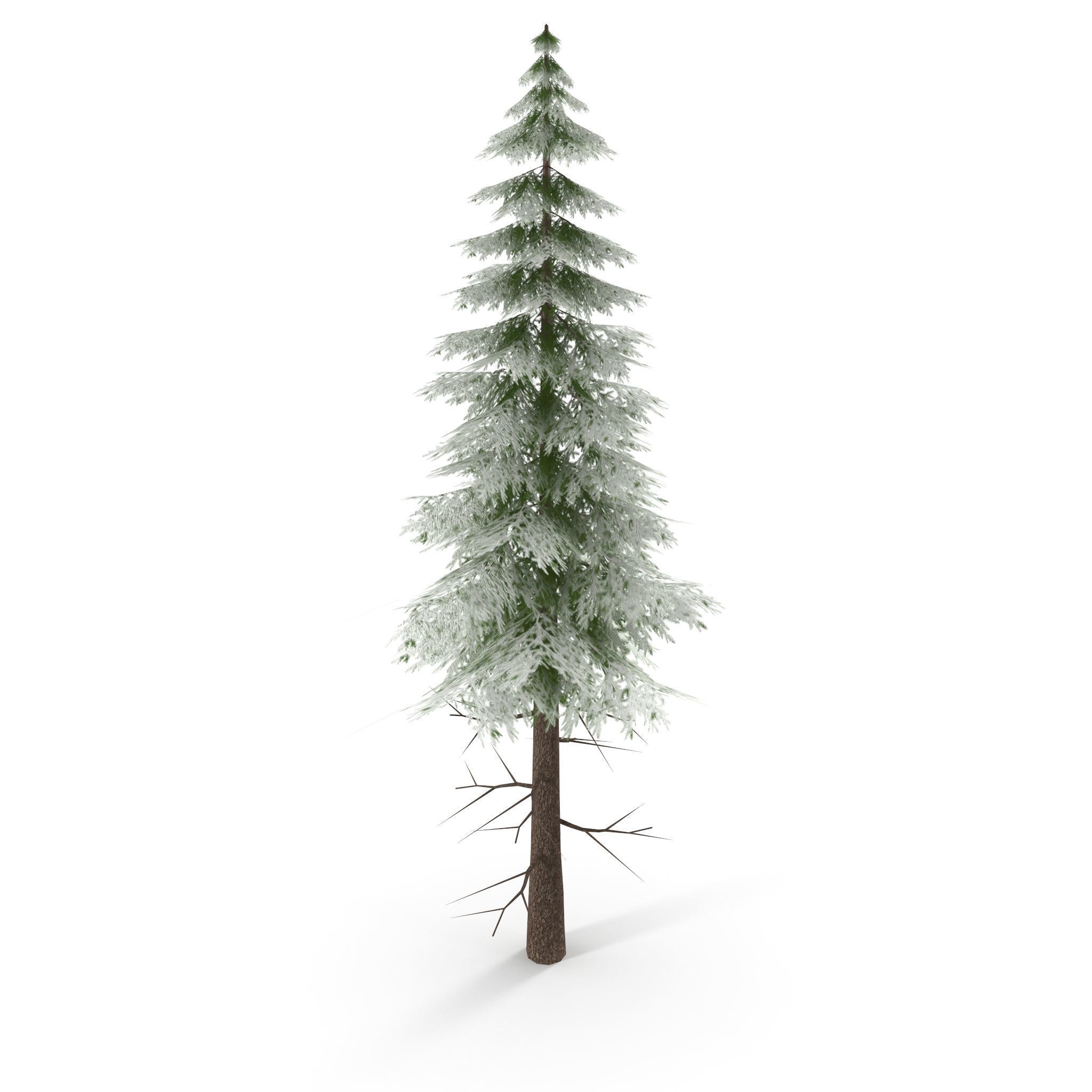 Canadian Spruce Tree Snow V3 Low-poly 3D model_2