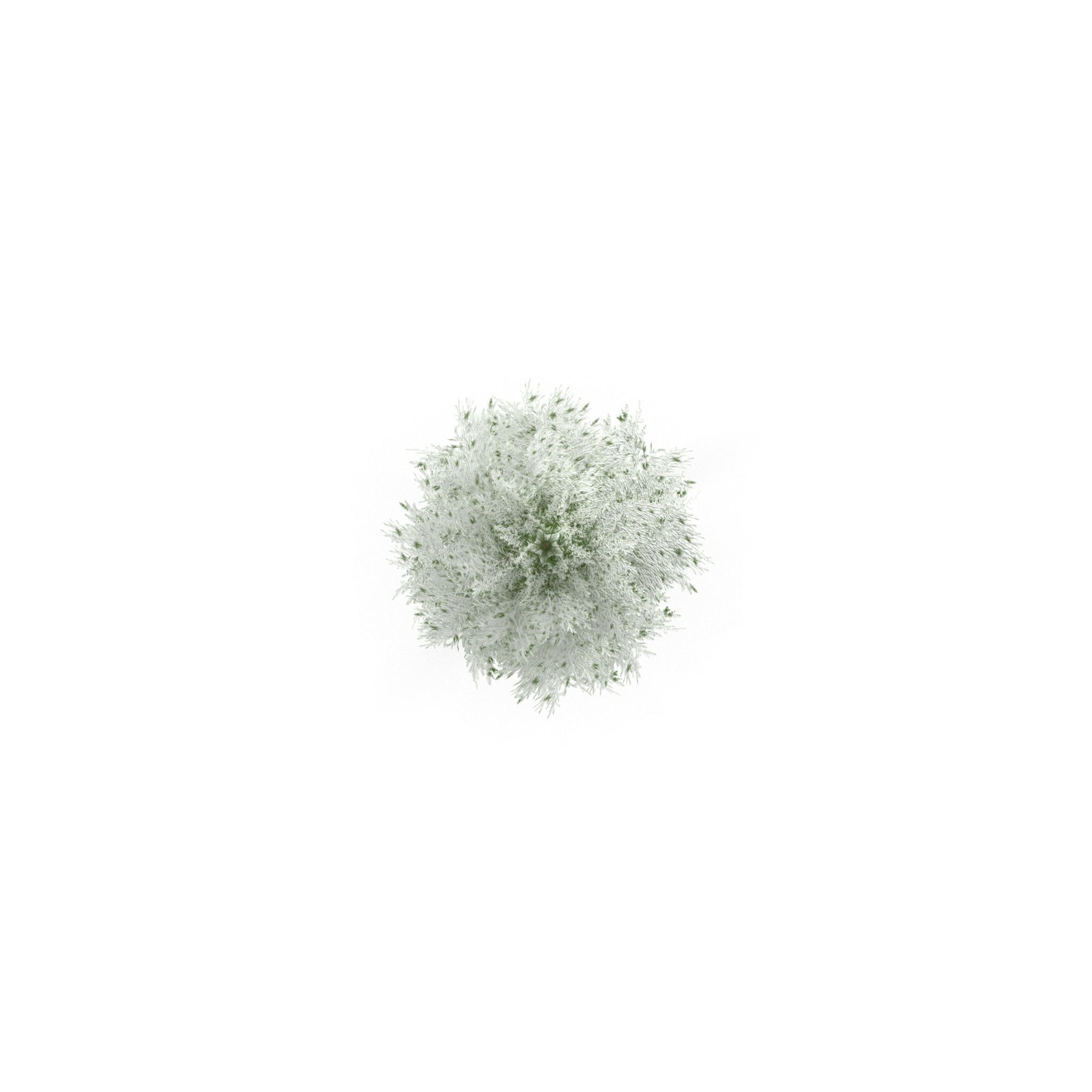 Canadian Spruce Tree Snow V3 Low-poly 3D model_3