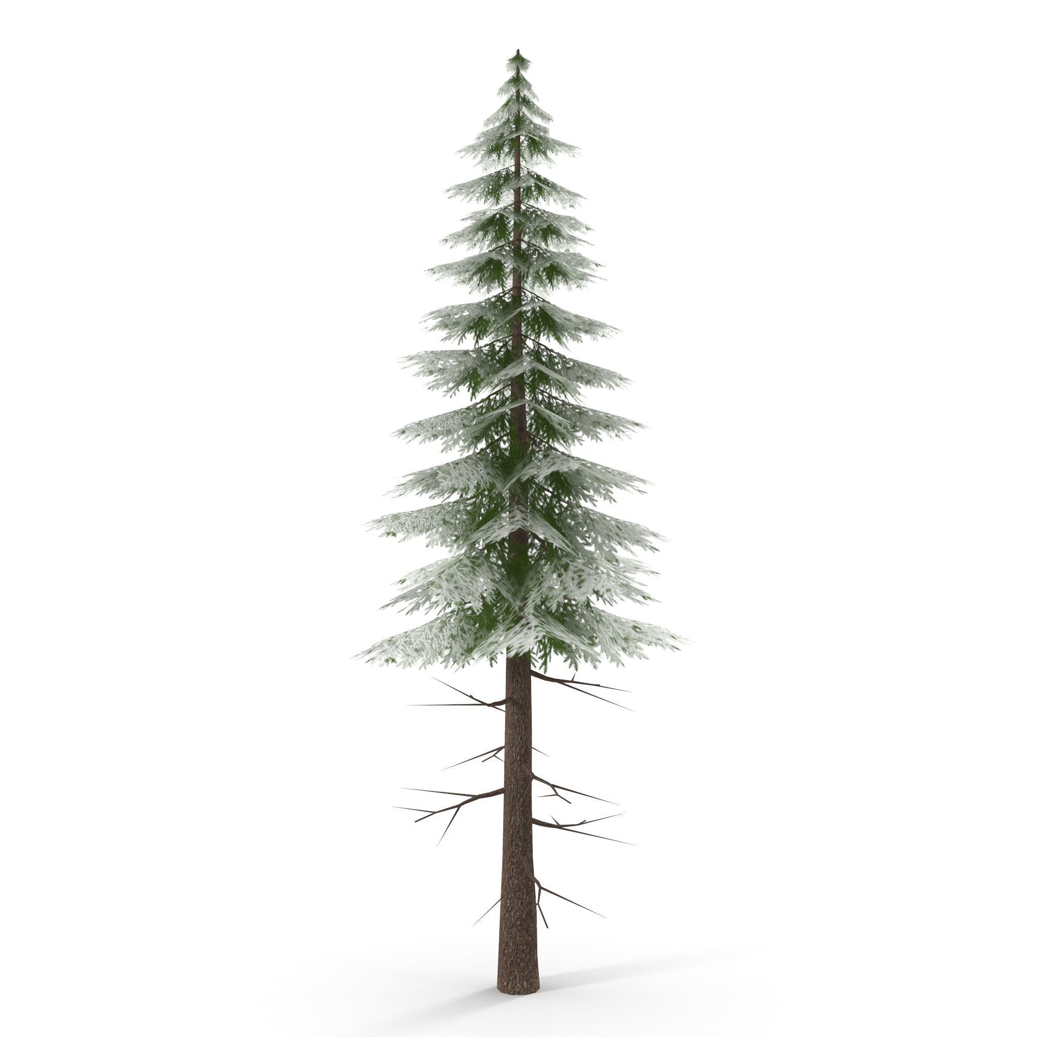 Canadian Spruce Tree Snow V3 Low-poly 3D model_5
