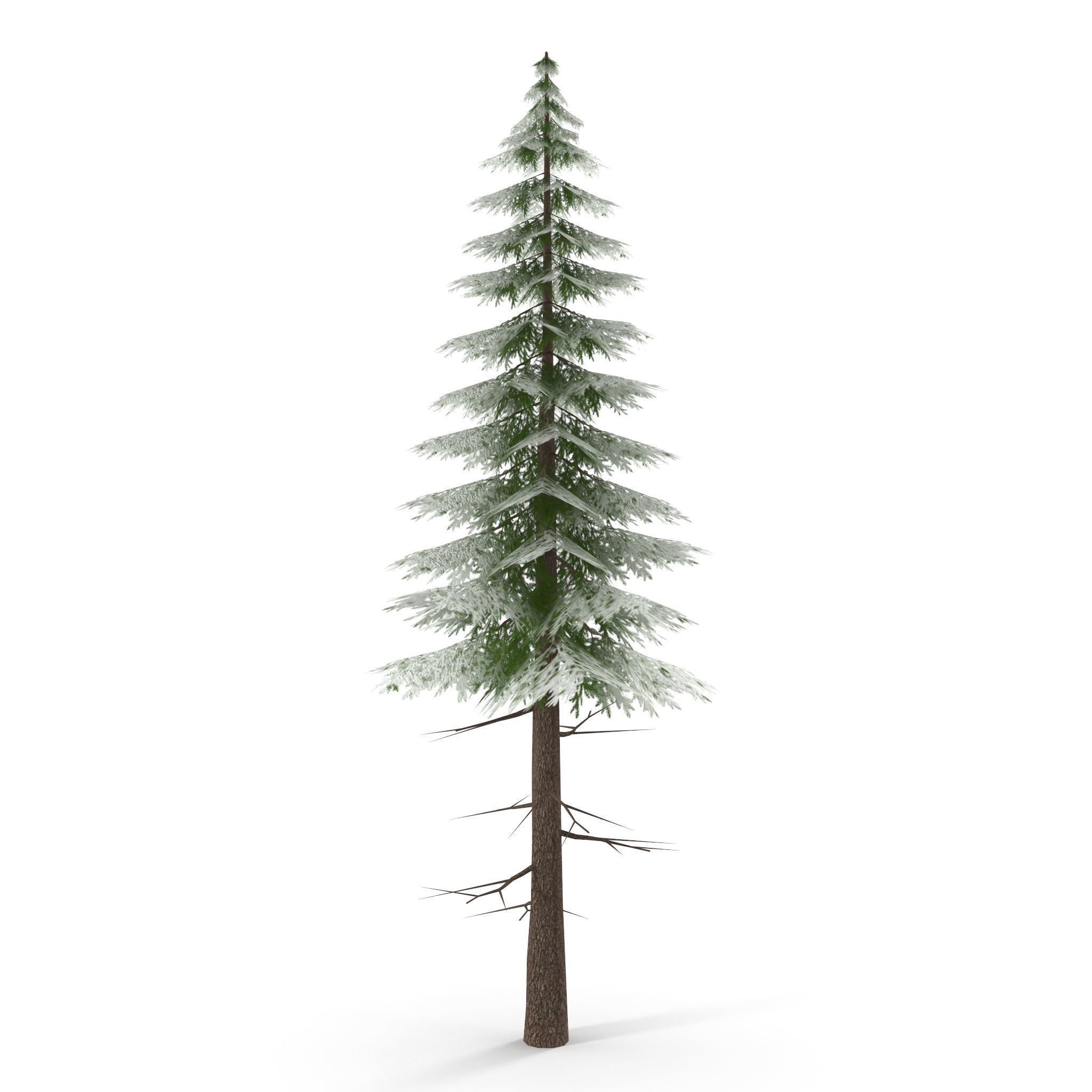 Canadian Spruce Tree Snow V3 Low-poly 3D model_4