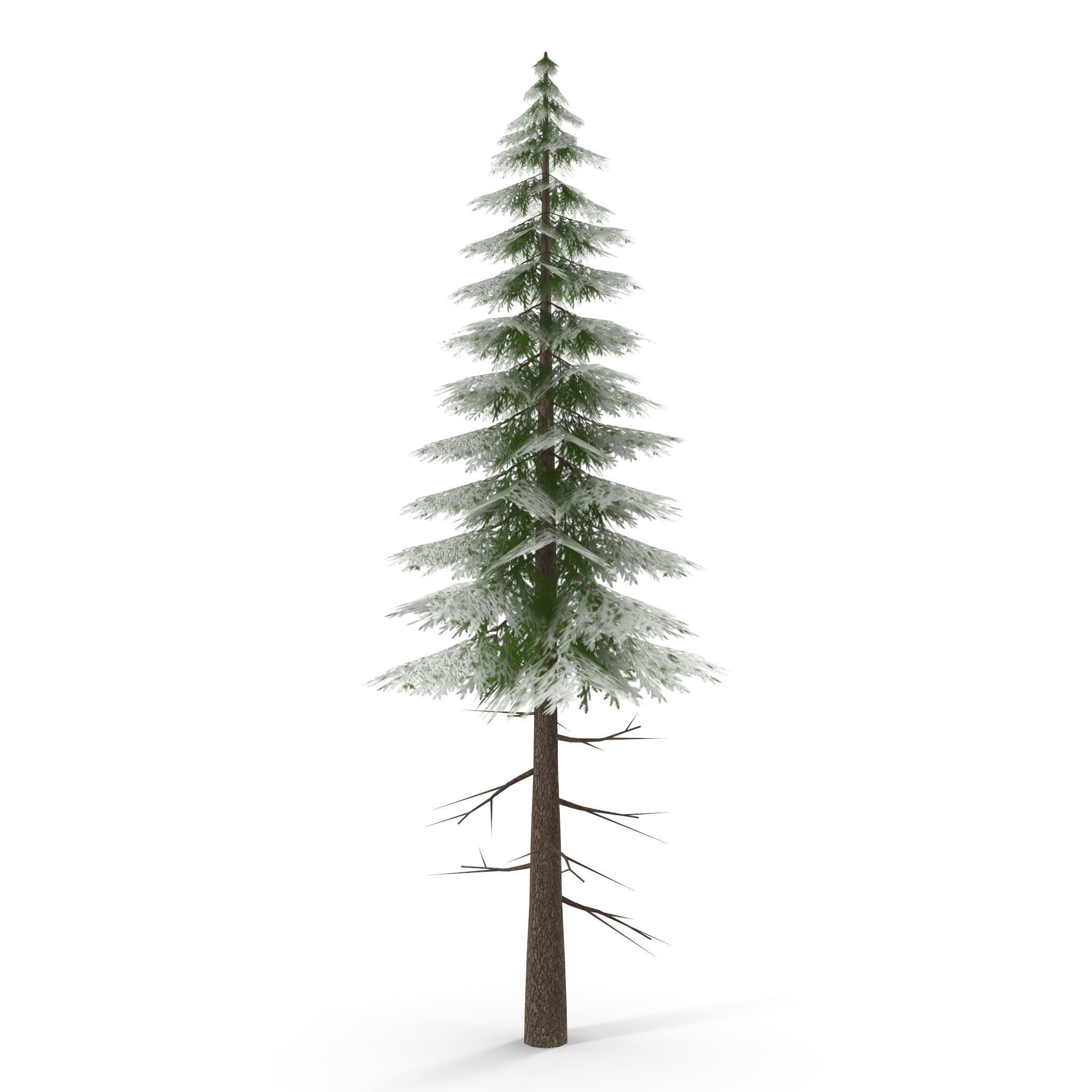 Canadian Spruce Tree Snow V3 Low-poly 3D model_7