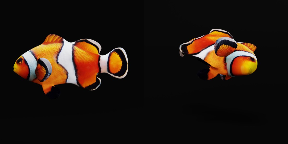 Clownfish Nemo Low-poly 3D model_24