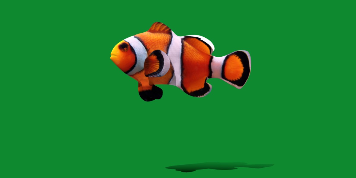 Clownfish Nemo Low-poly 3D model_22