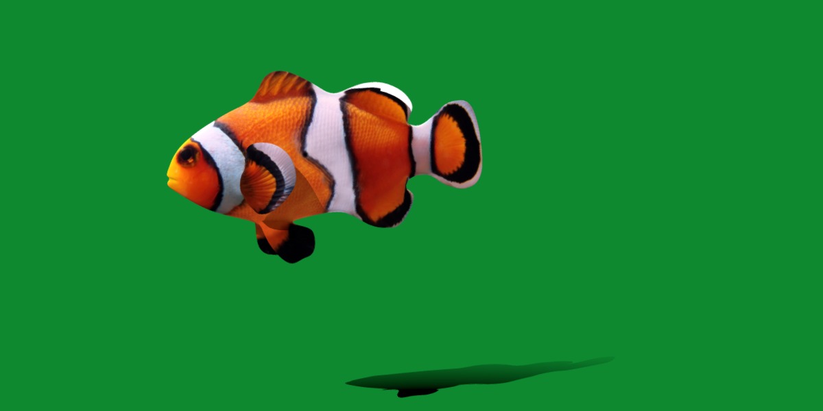 Clownfish Nemo Low-poly 3D model_14
