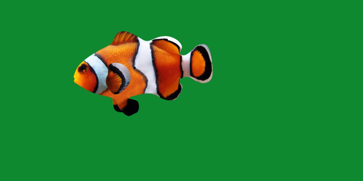 Clownfish Nemo Low-poly 3D model_17