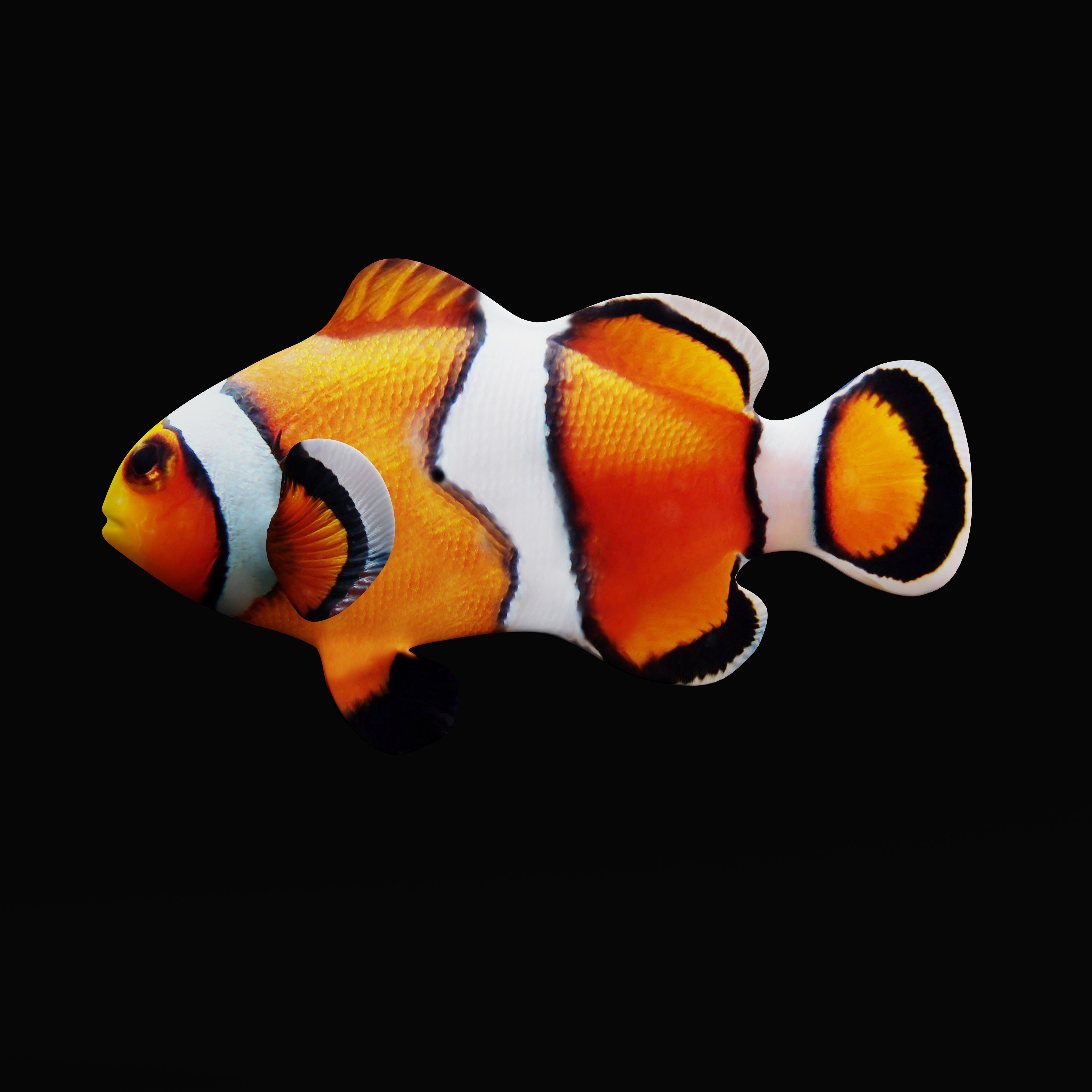 Clownfish Nemo Low-poly 3D model_30