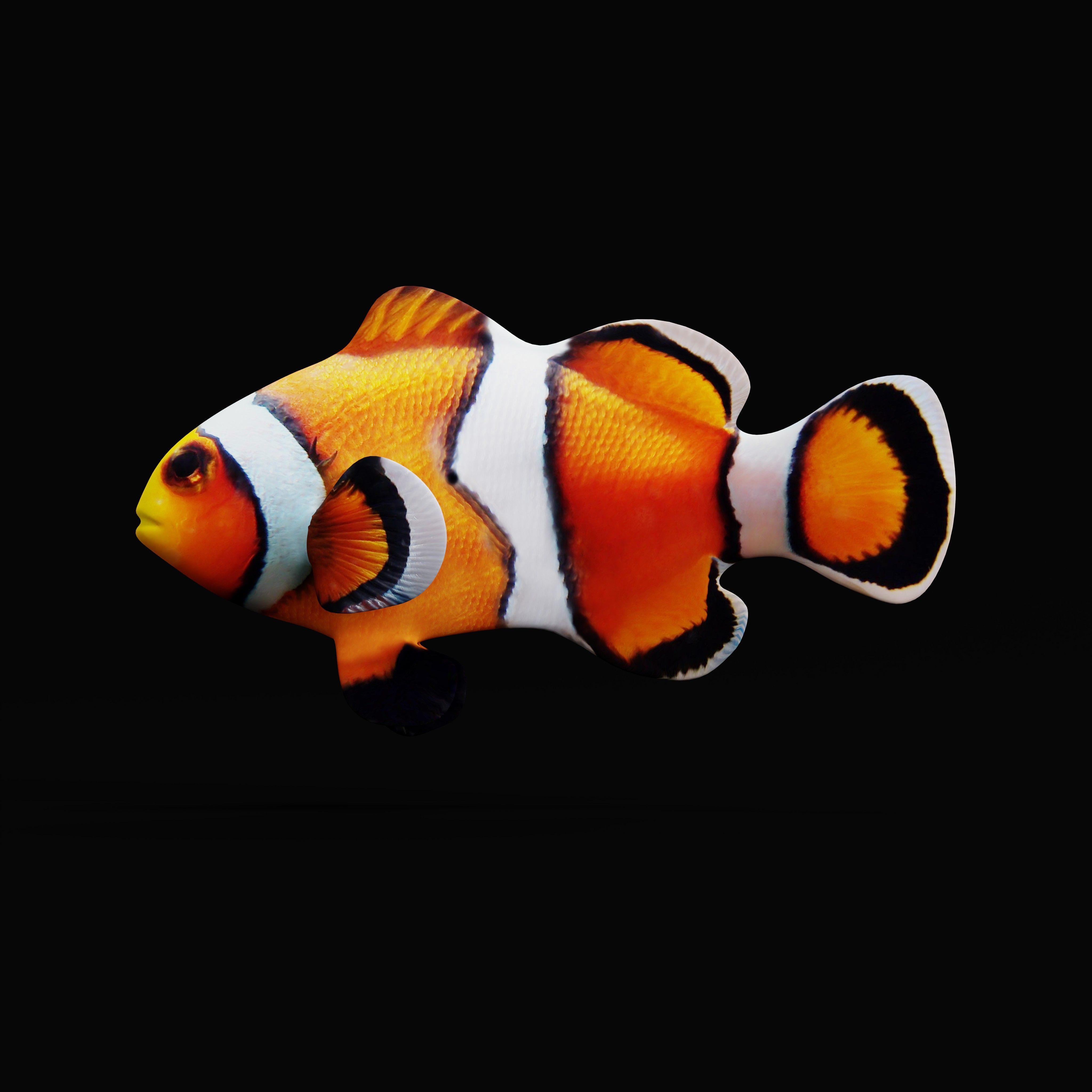 Clownfish Nemo Low-poly 3D model_26