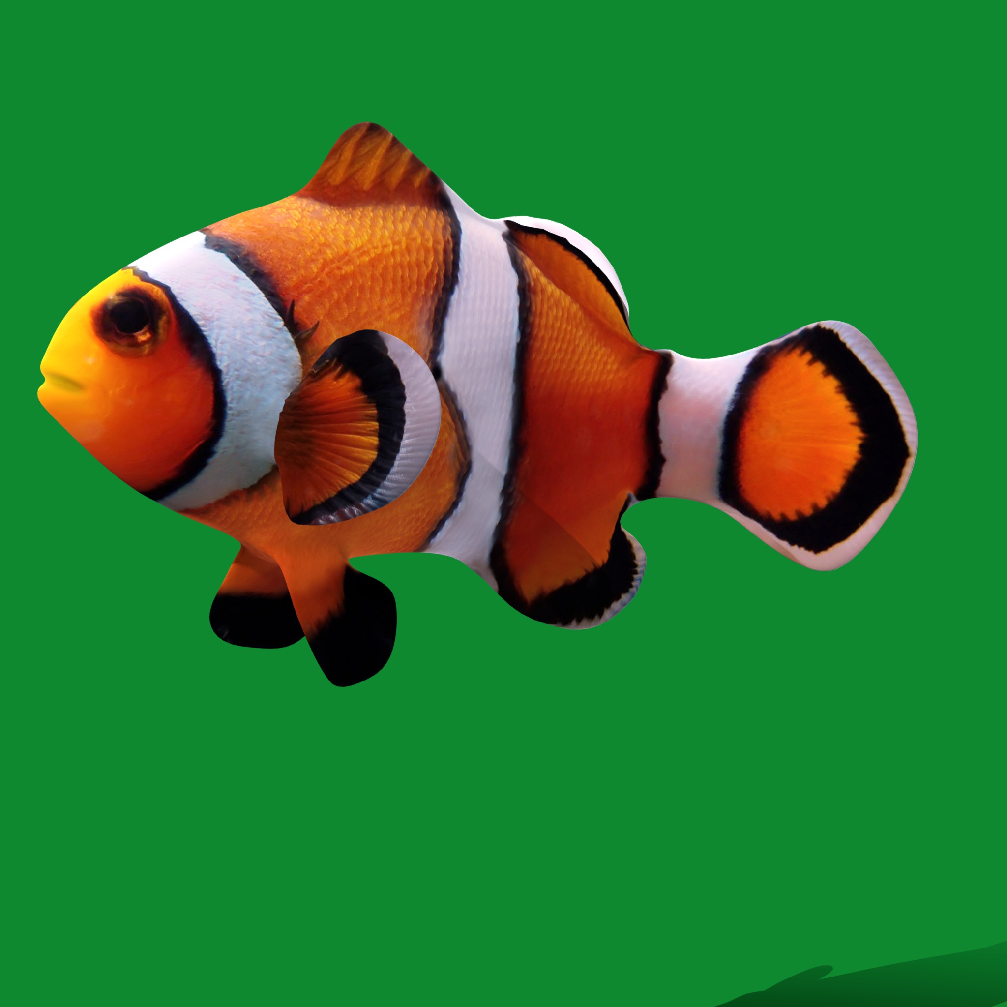 Clownfish Nemo Low-poly 3D model_12