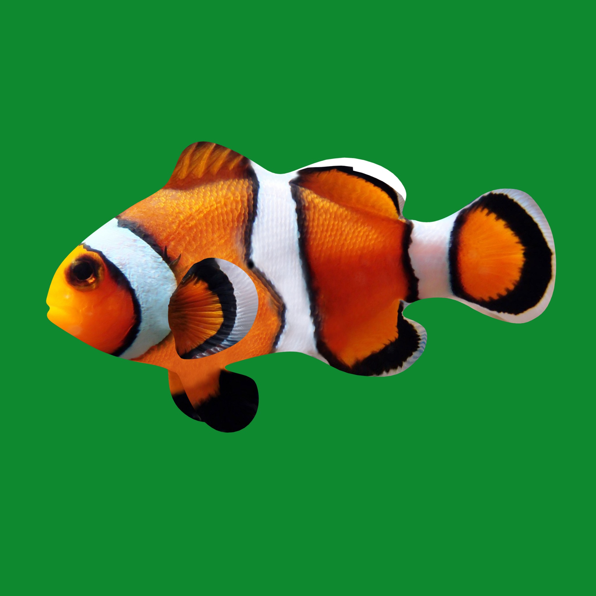 Clownfish Nemo Low-poly 3D model_13