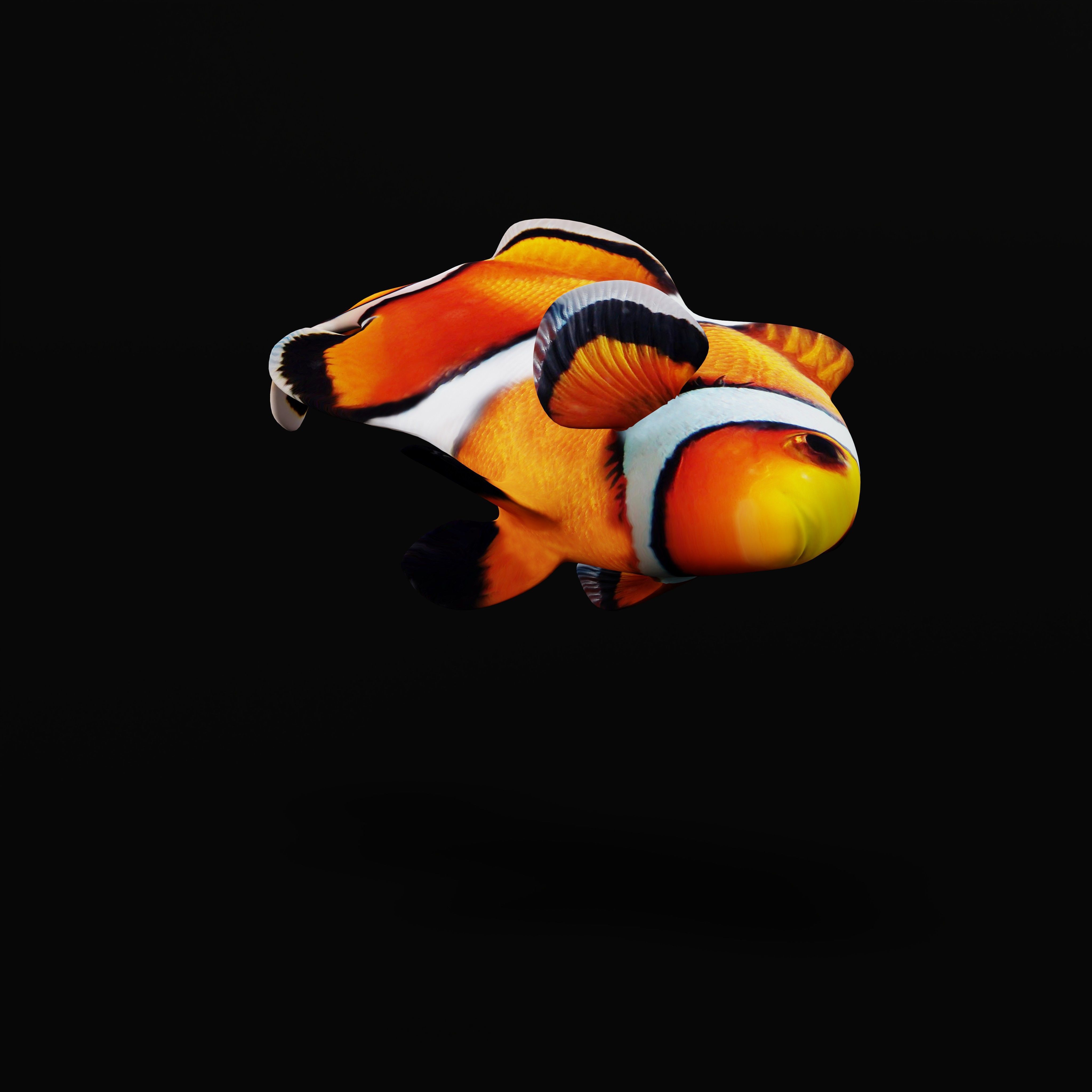 Clownfish Nemo Low-poly 3D model_31