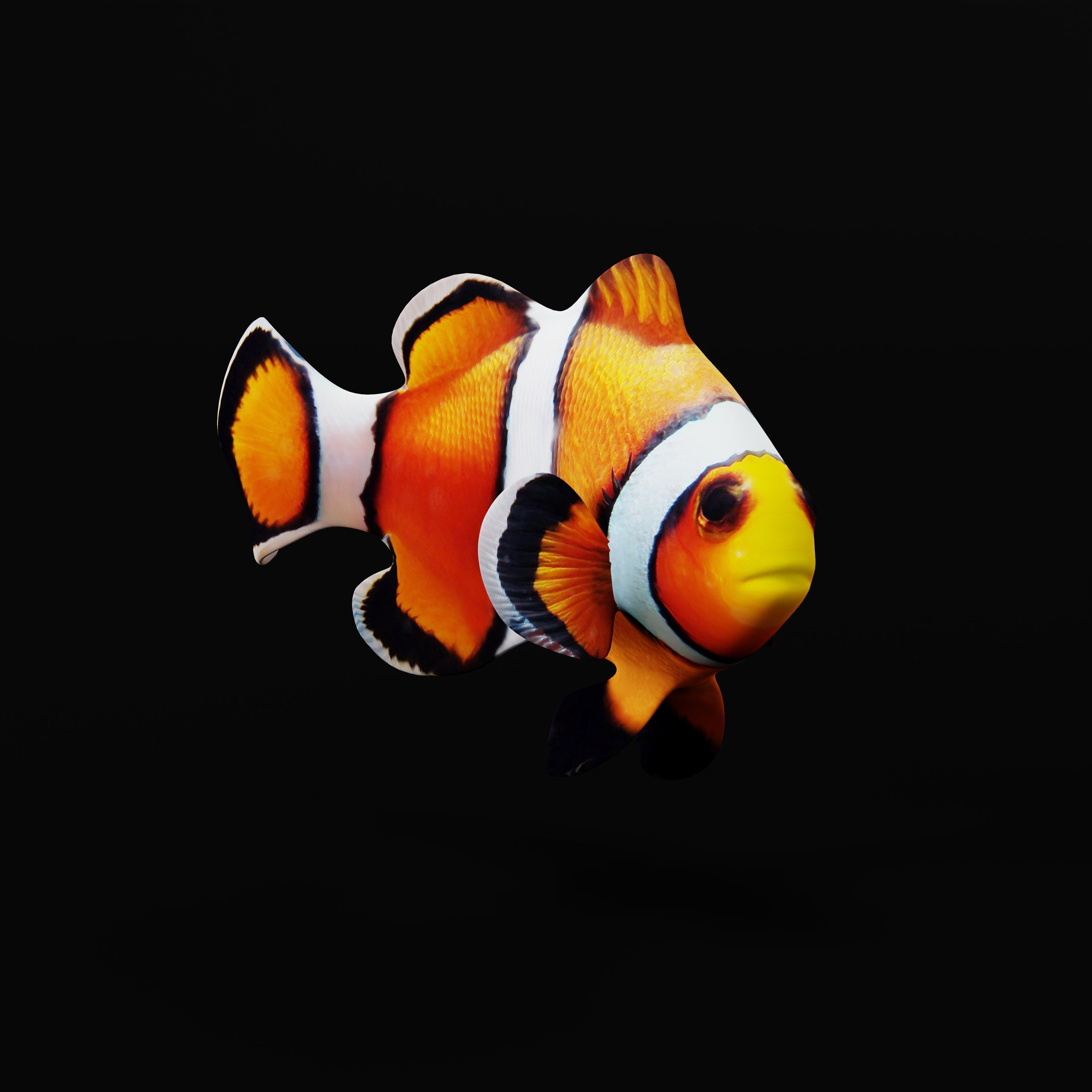Clownfish Nemo Low-poly 3D model_29
