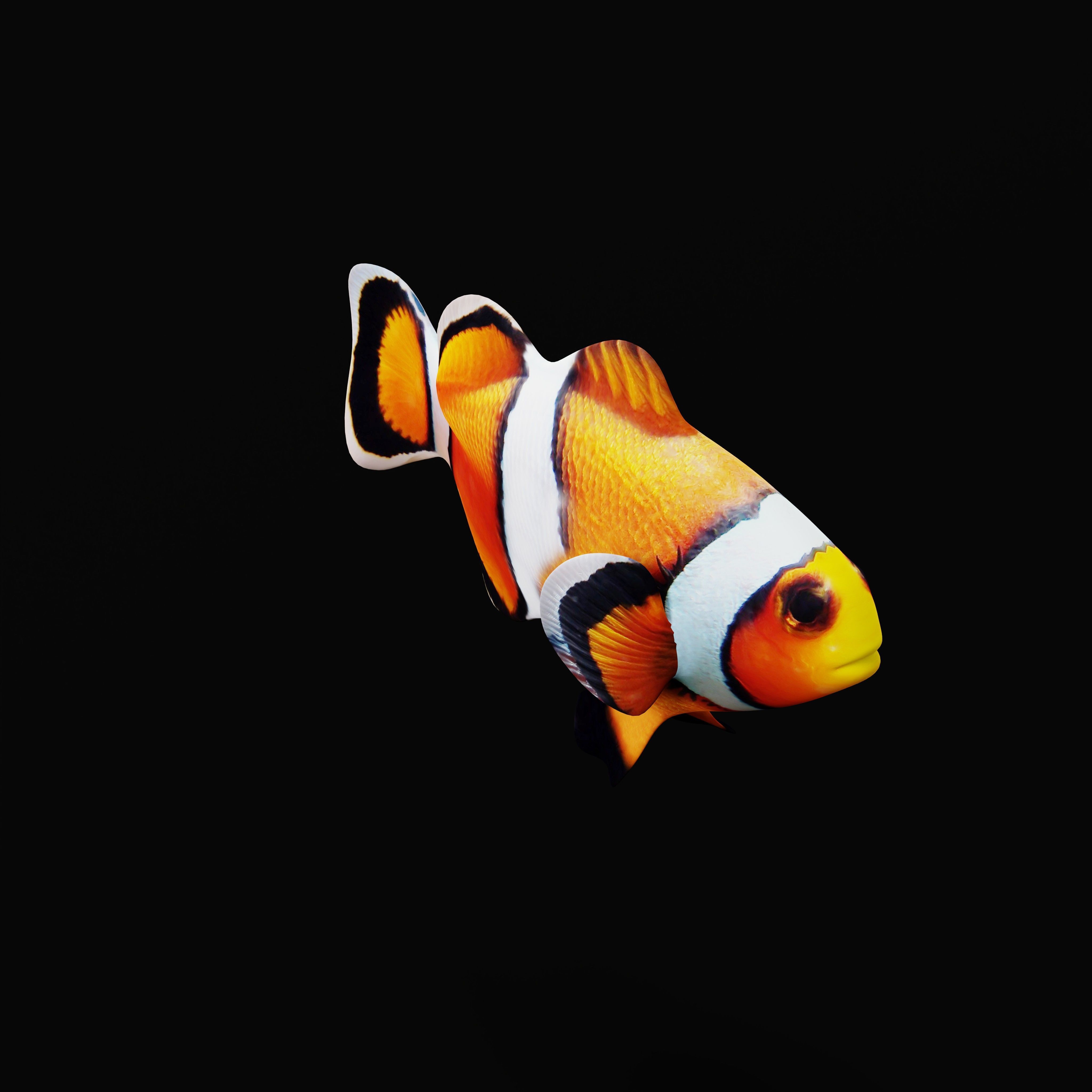Clownfish Nemo Low-poly 3D model_28