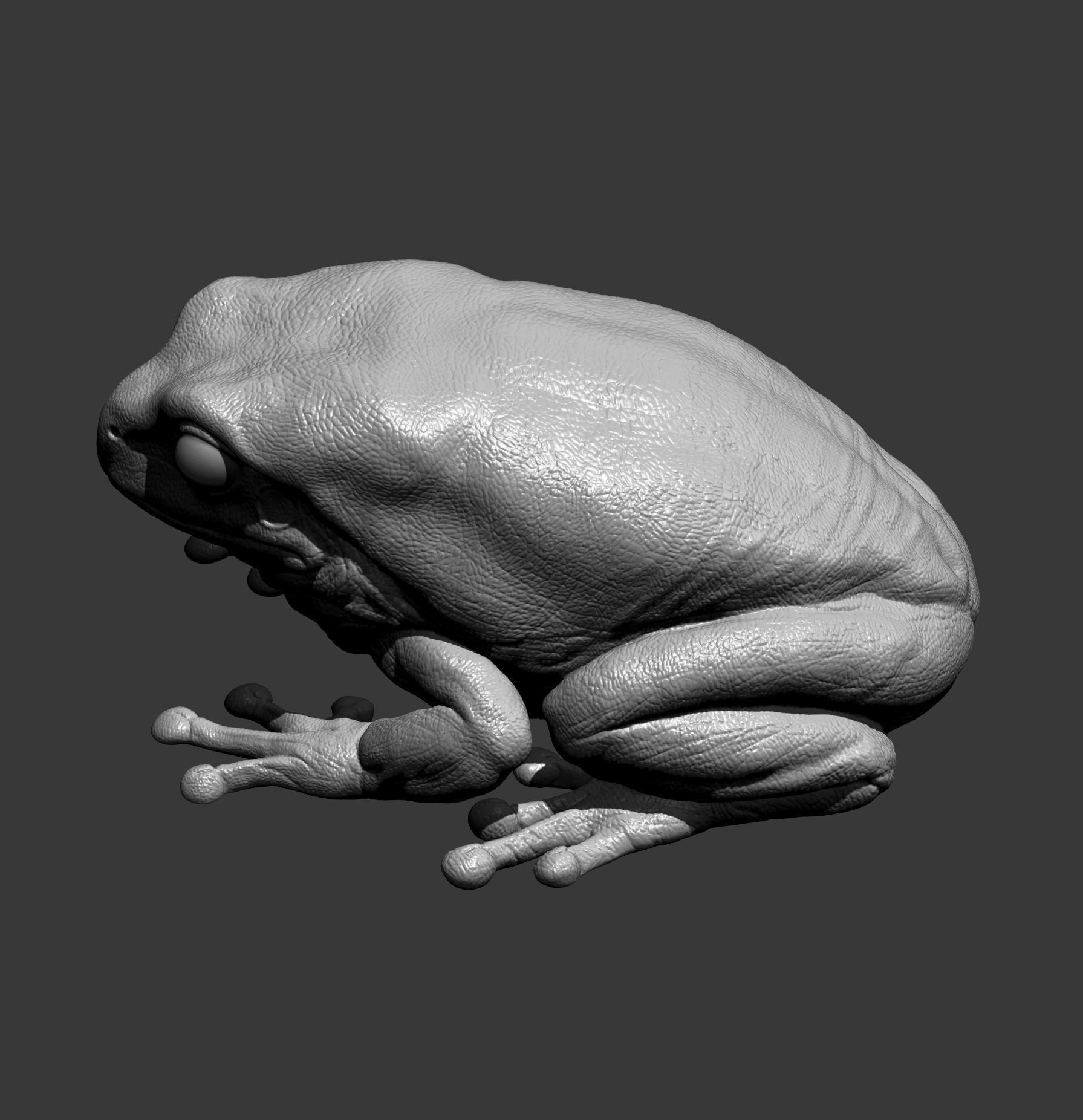 Australian green tree frog 3D print model_10