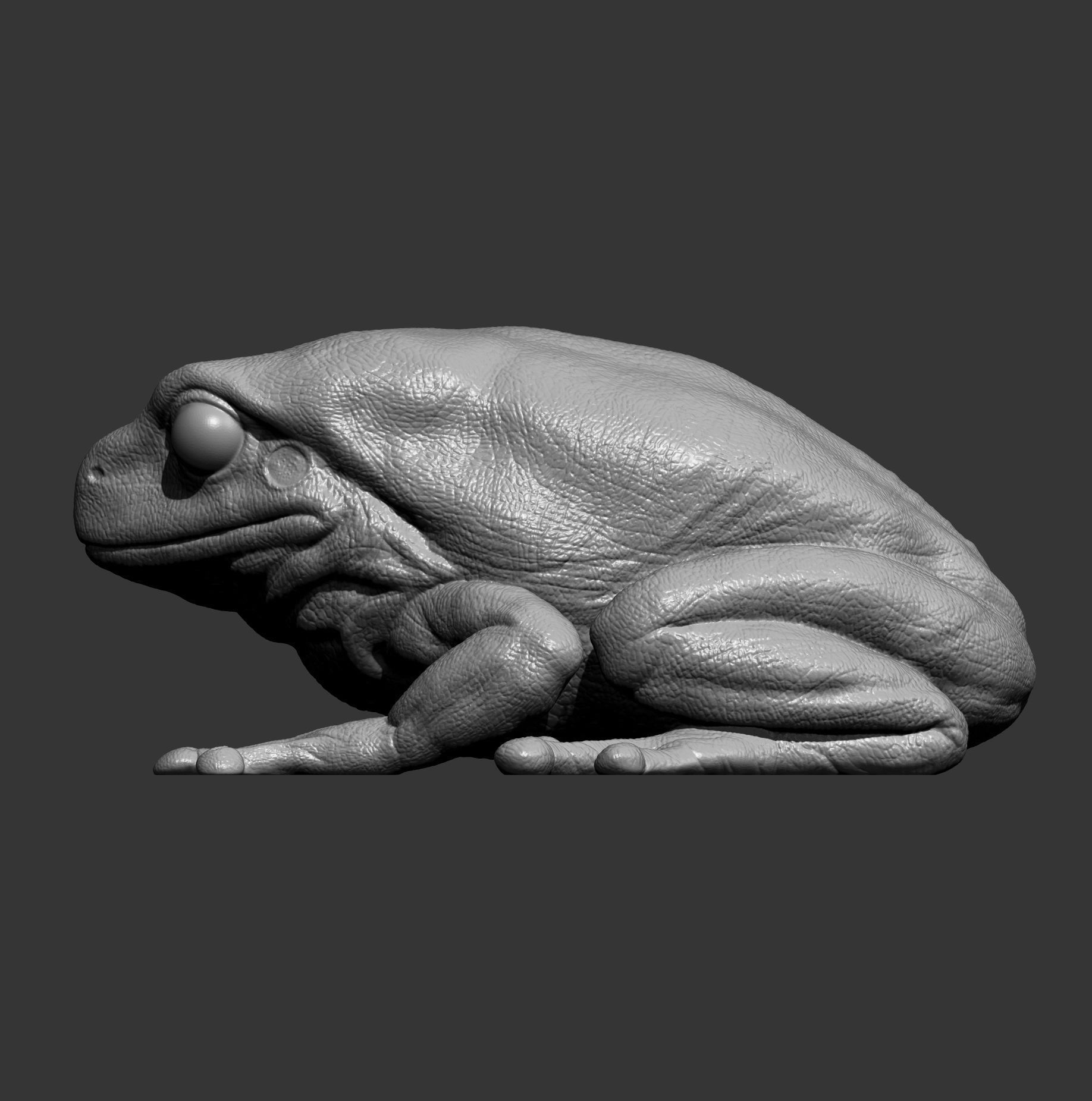 Australian green tree frog 3D print model_8