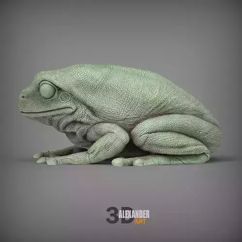Australian green tree frog 3D print model
