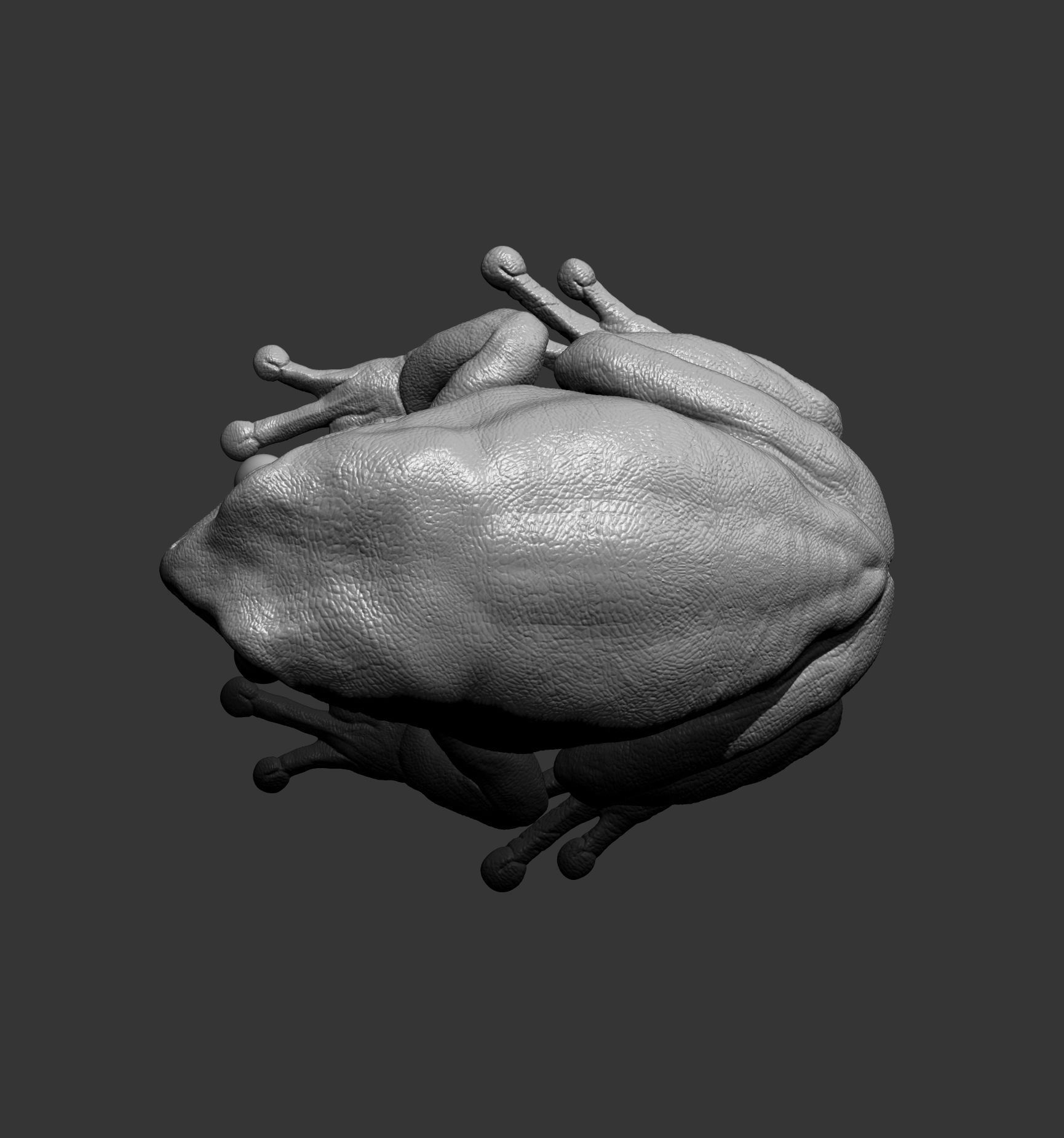 Australian green tree frog 3D print model_5