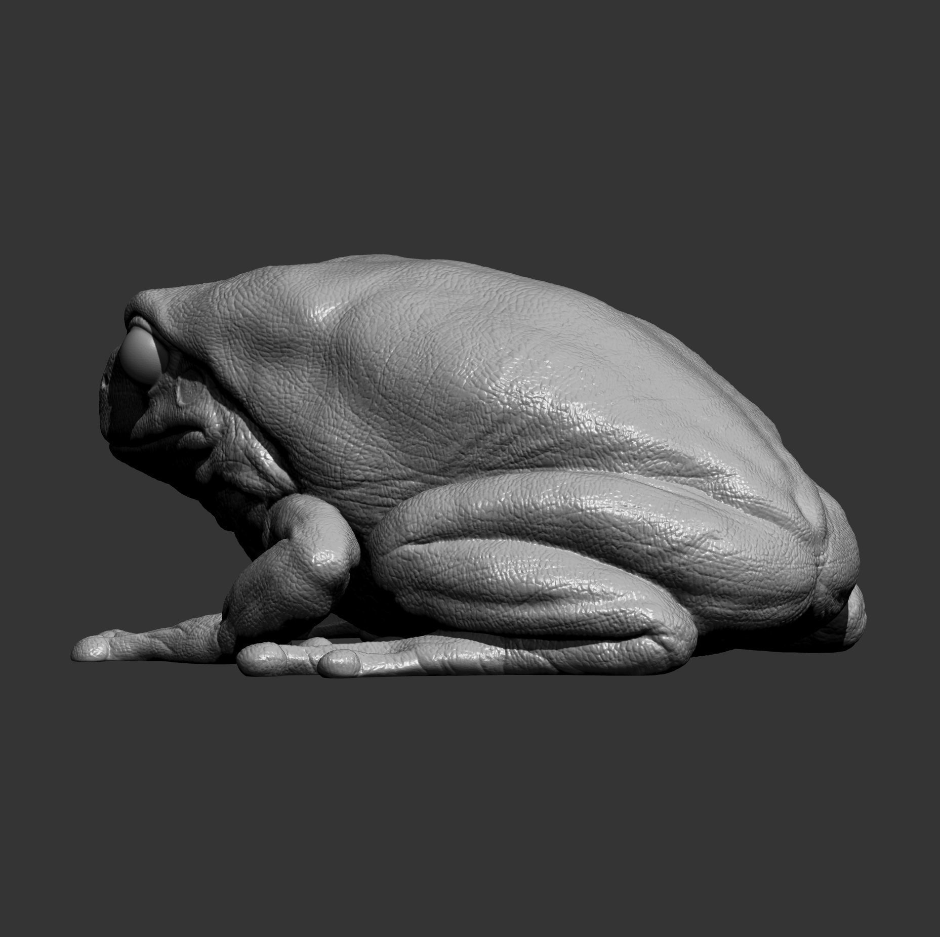 Australian green tree frog 3D print model_7