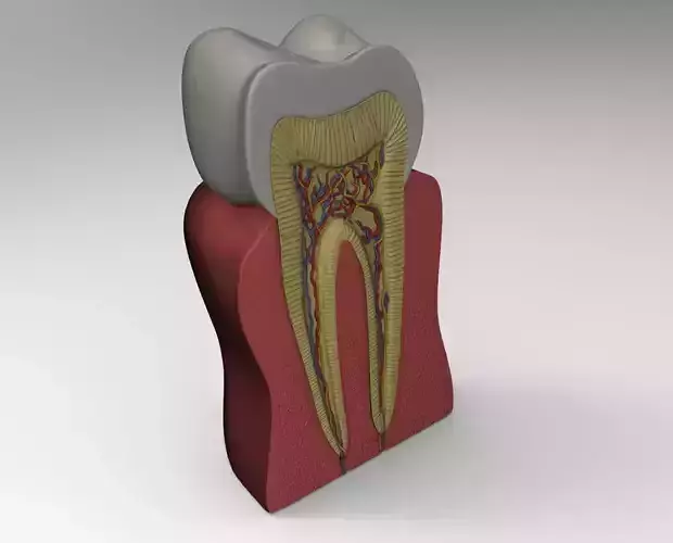Tooth study 3D print model