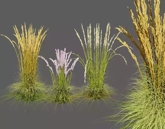 Karl Foerster Feather Reed Grass 3D Model Low-poly 3D model