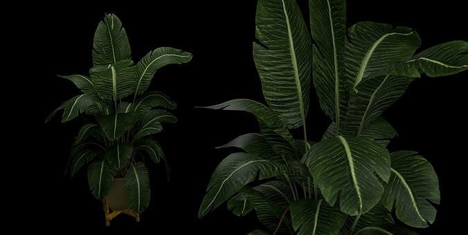 Plant 3D model