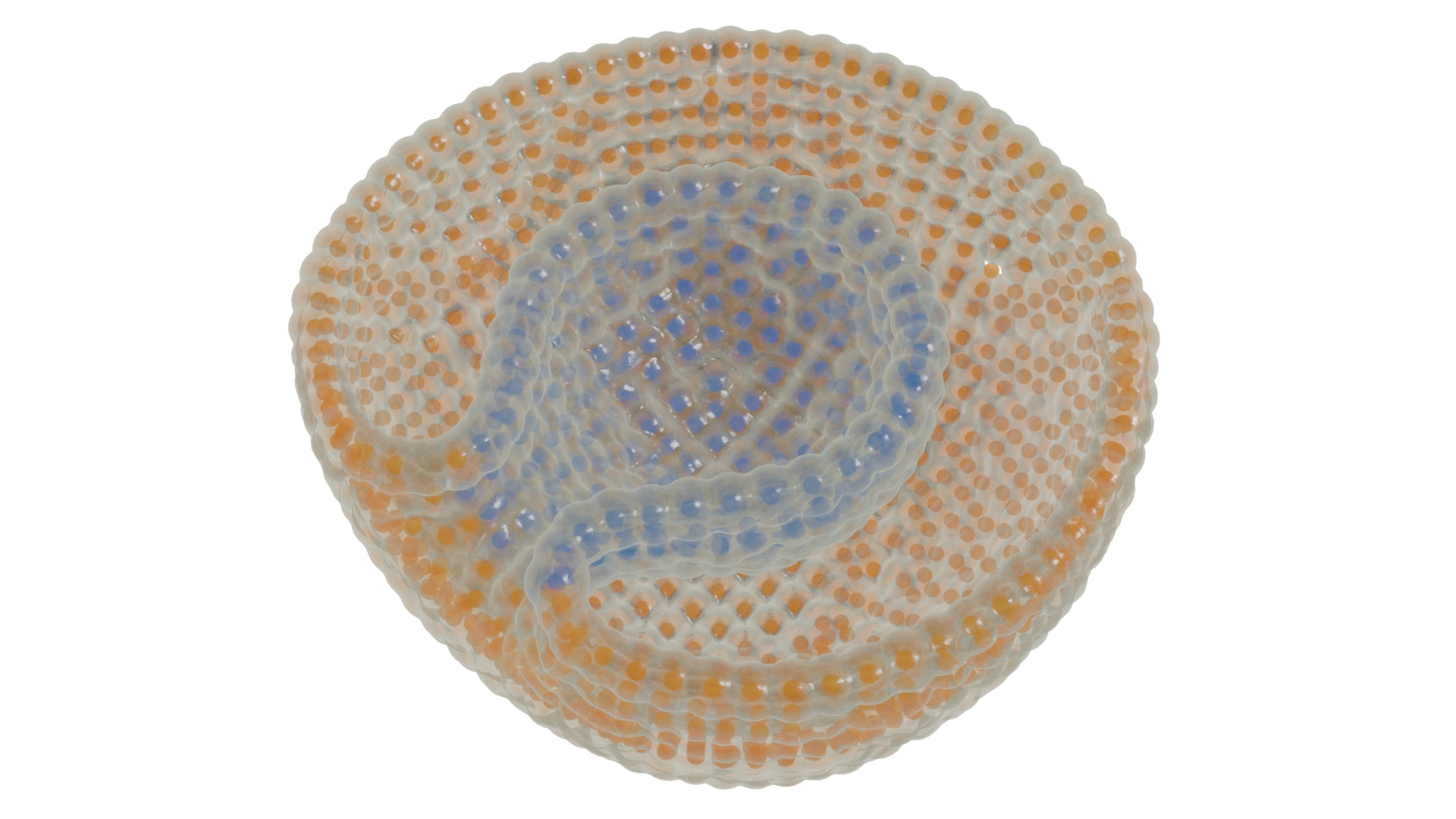 Stages of segmentation of a fertilized egg up to the gastrula 3D model_6