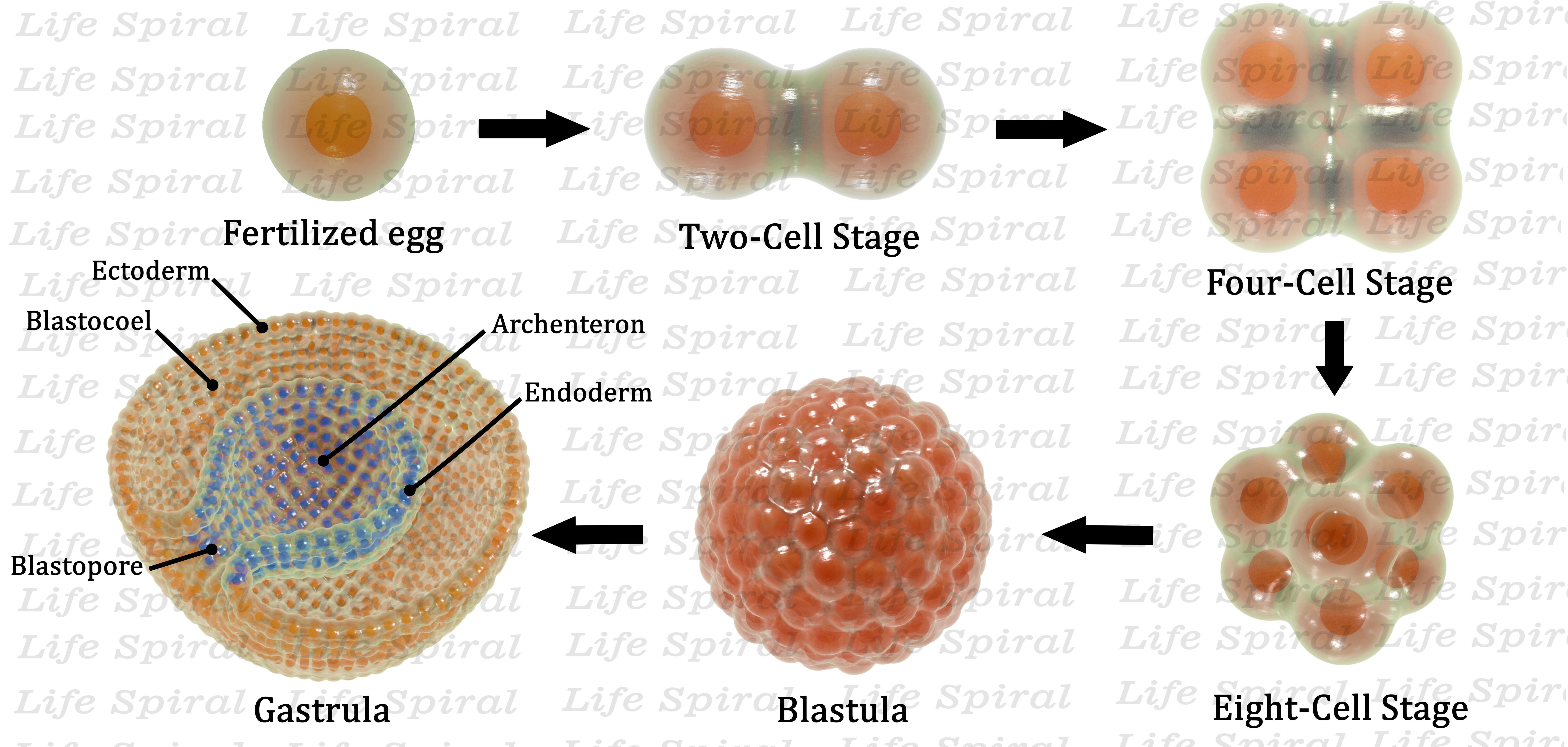 Stages of segmentation of a fertilized egg up to the gastrula 3D model_10