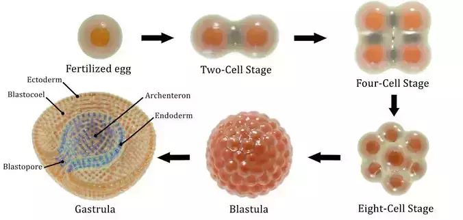 Stages of segmentation of a fertilized egg up to the gastrula