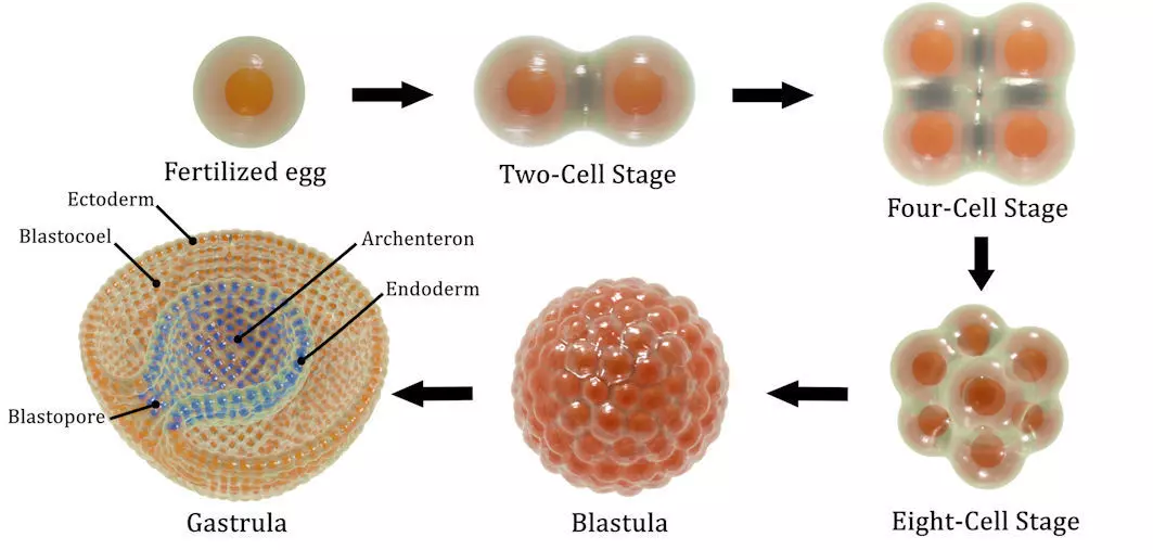 Stages of segmentation of a fertilized egg up to the gastrula 3D model_0