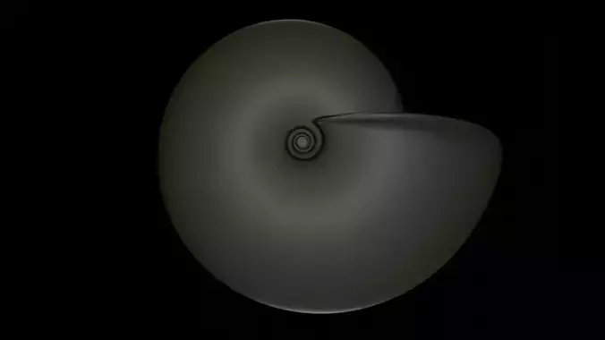 Ammonoid shell involute and compressed Metengonoceras 3D model
