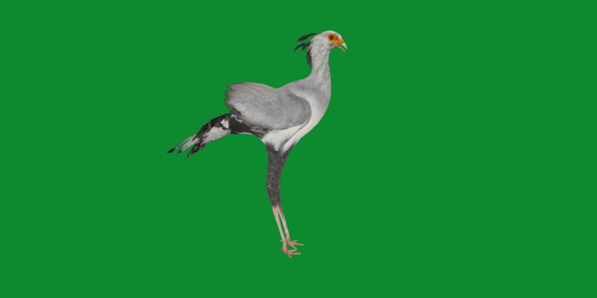 Secretary Bird Low-poly 3D model_30