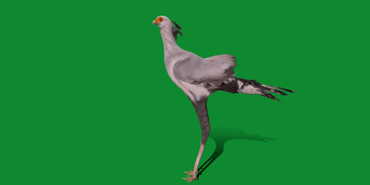 Secretary Bird Low-poly 3D model_4