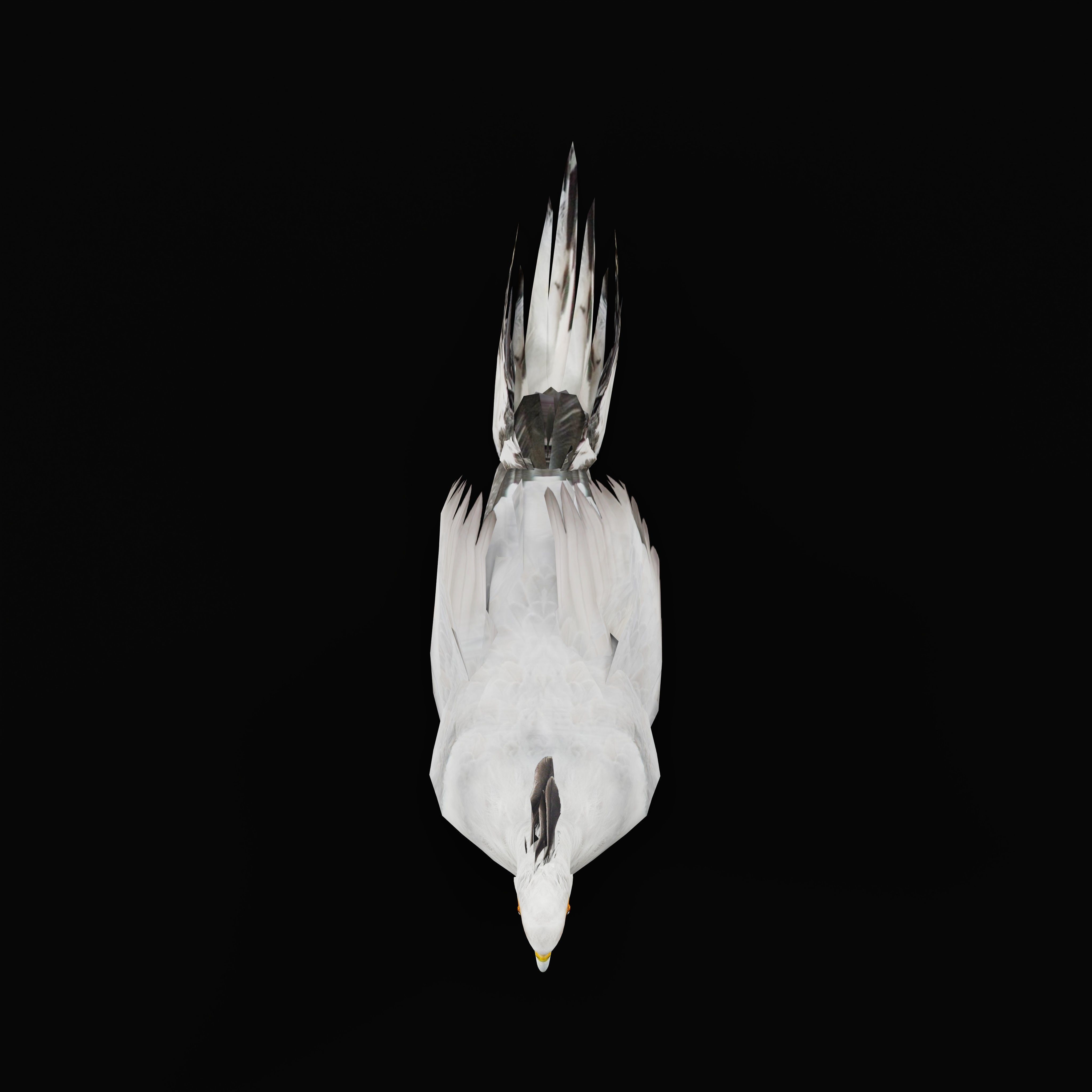 Secretary Bird Low-poly 3D model_45