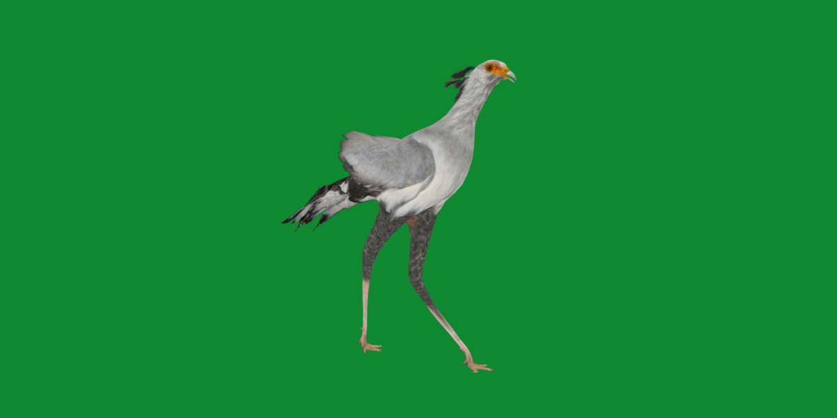 Secretary Bird Low-poly 3D model_21