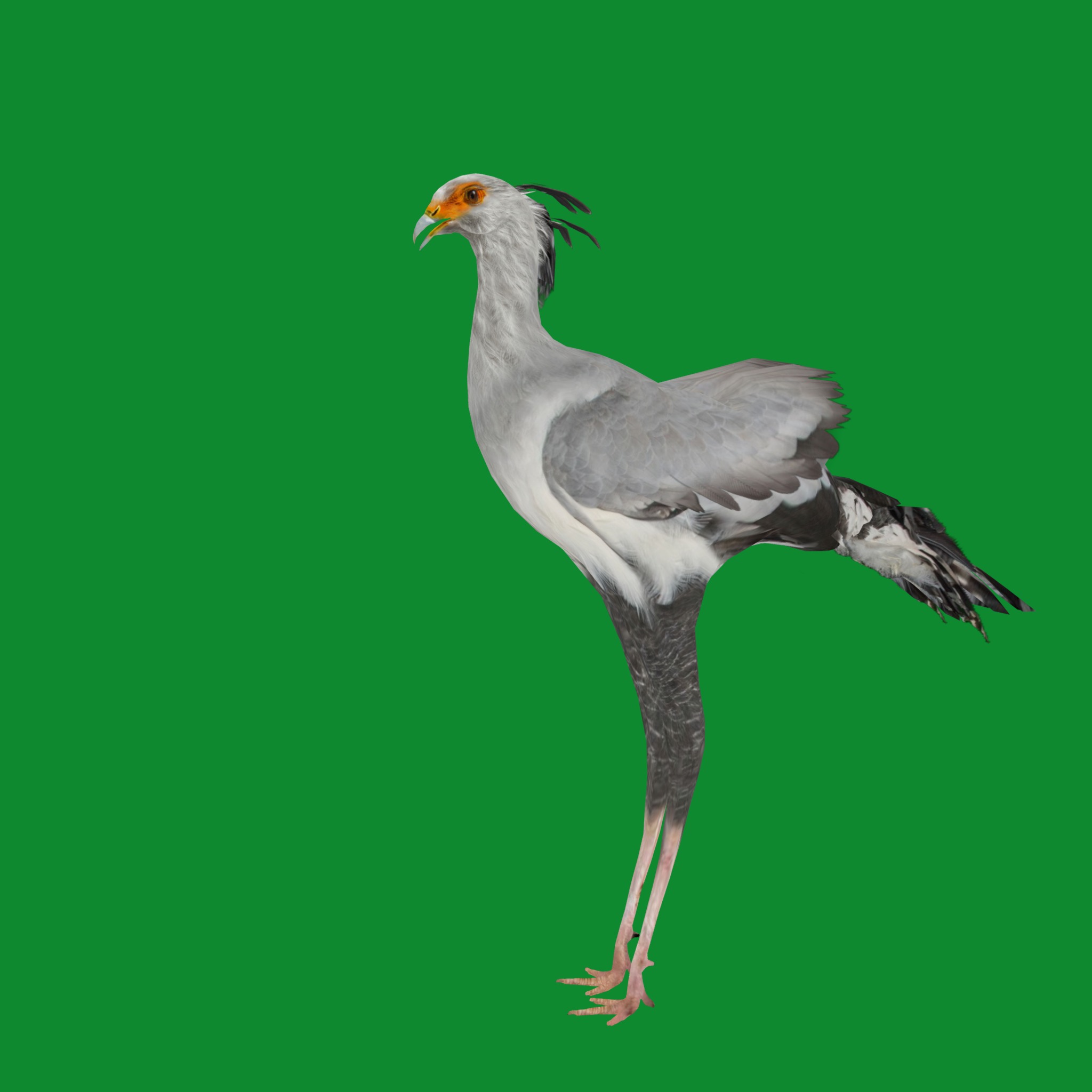 Secretary Bird Low-poly 3D model_24