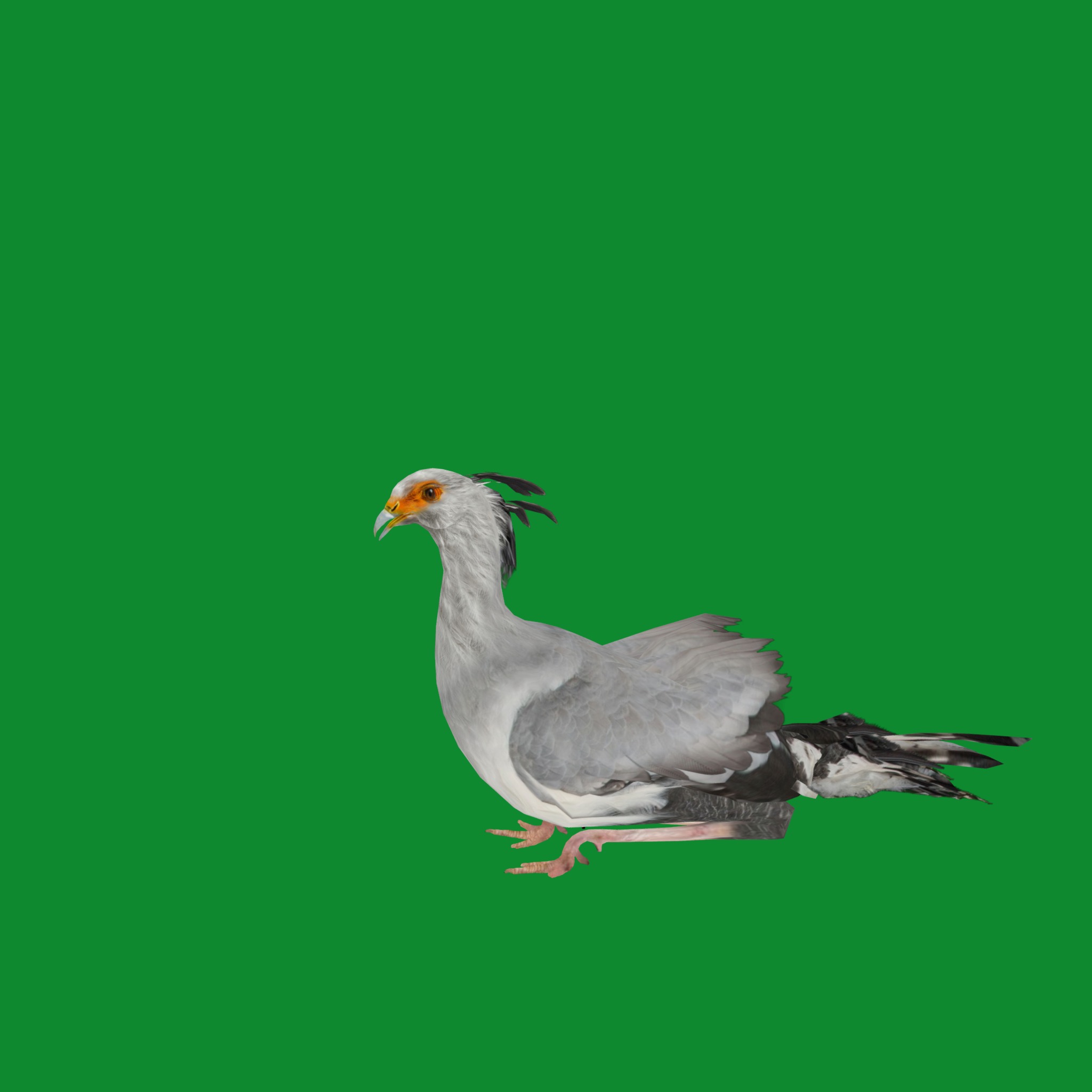 Secretary Bird Low-poly 3D model_25