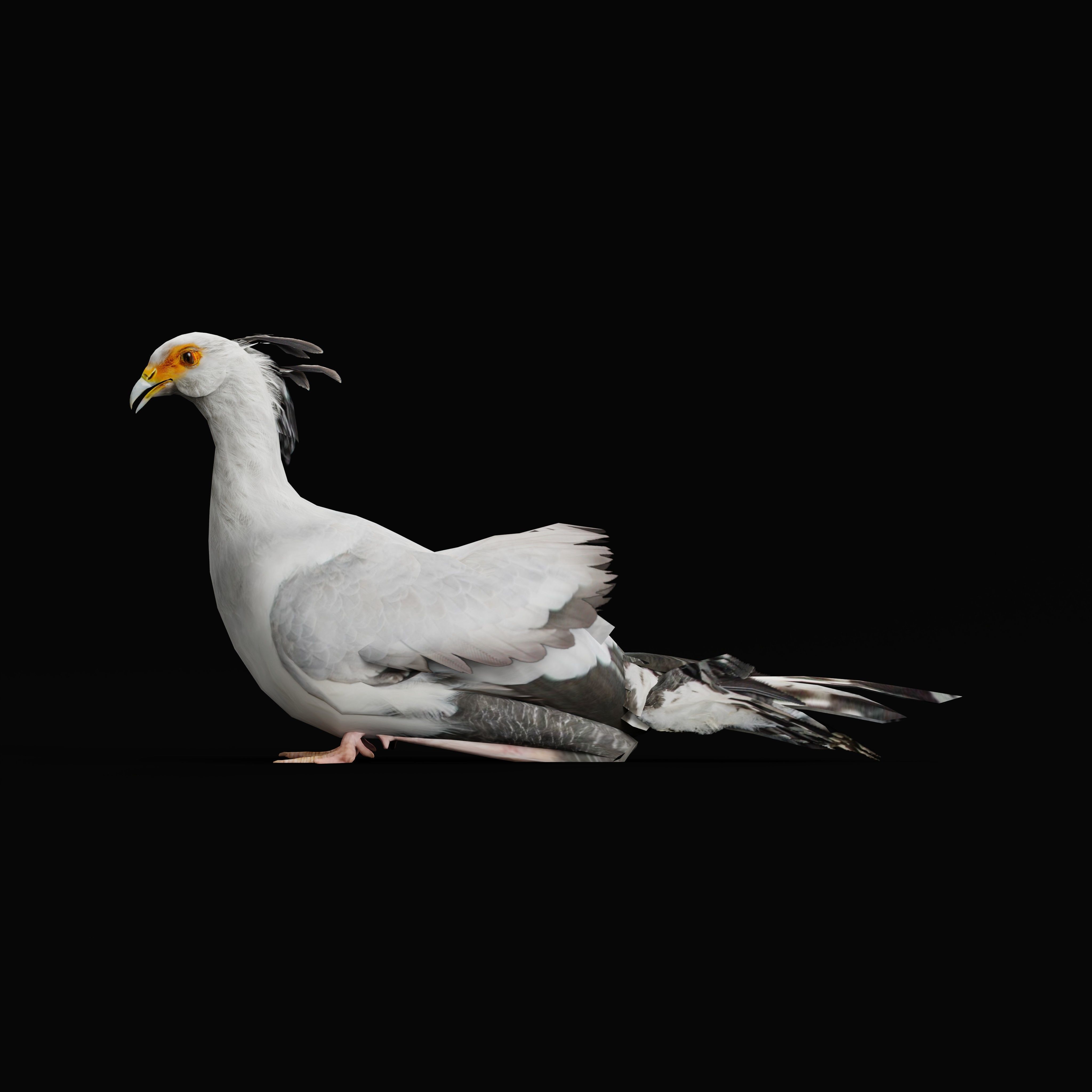 Secretary Bird Low-poly 3D model_3