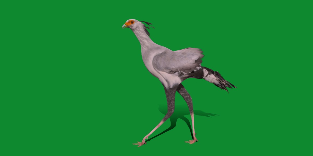 Secretary Bird Low-poly 3D model_22