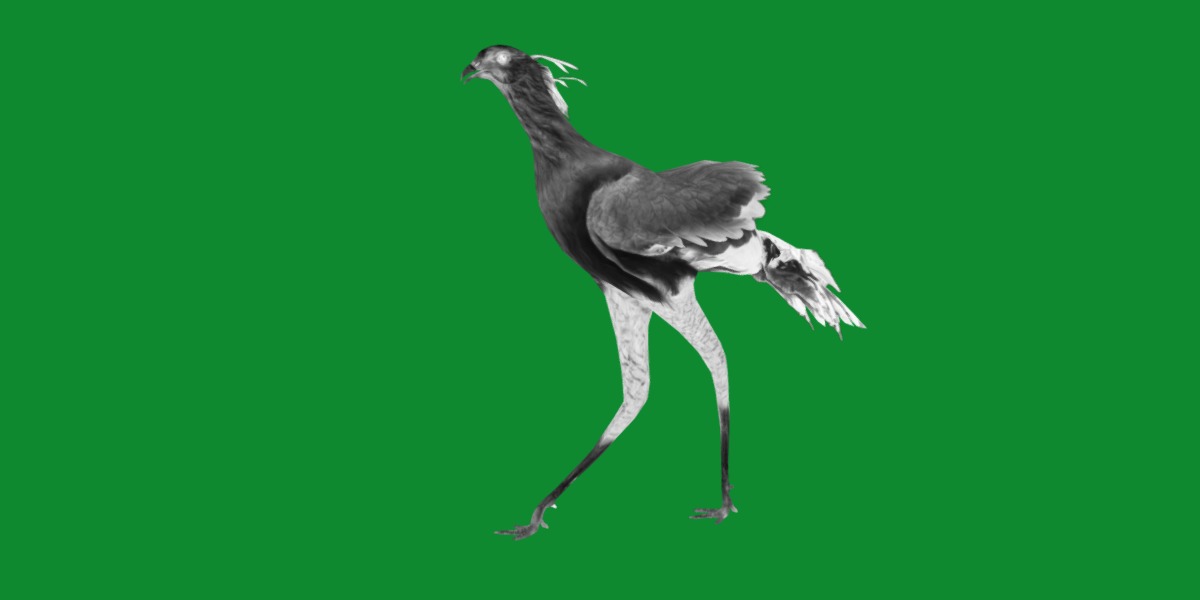 Secretary Bird Low-poly 3D model_8