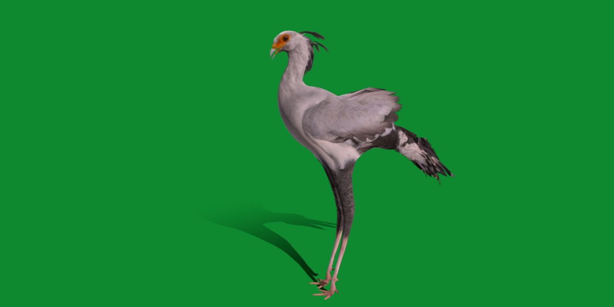 Secretary Bird Low-poly 3D model_26
