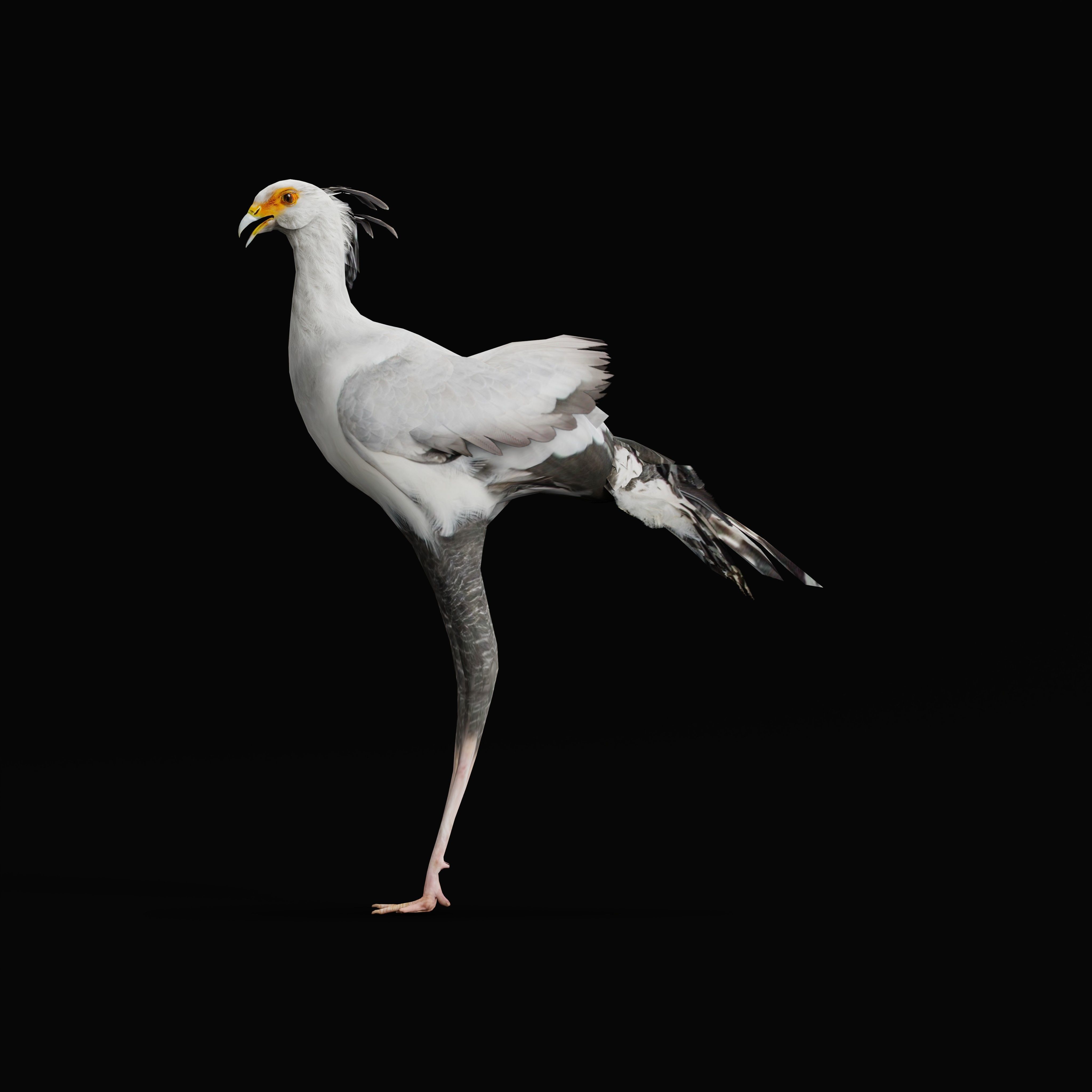 Secretary Bird Low-poly 3D model_11