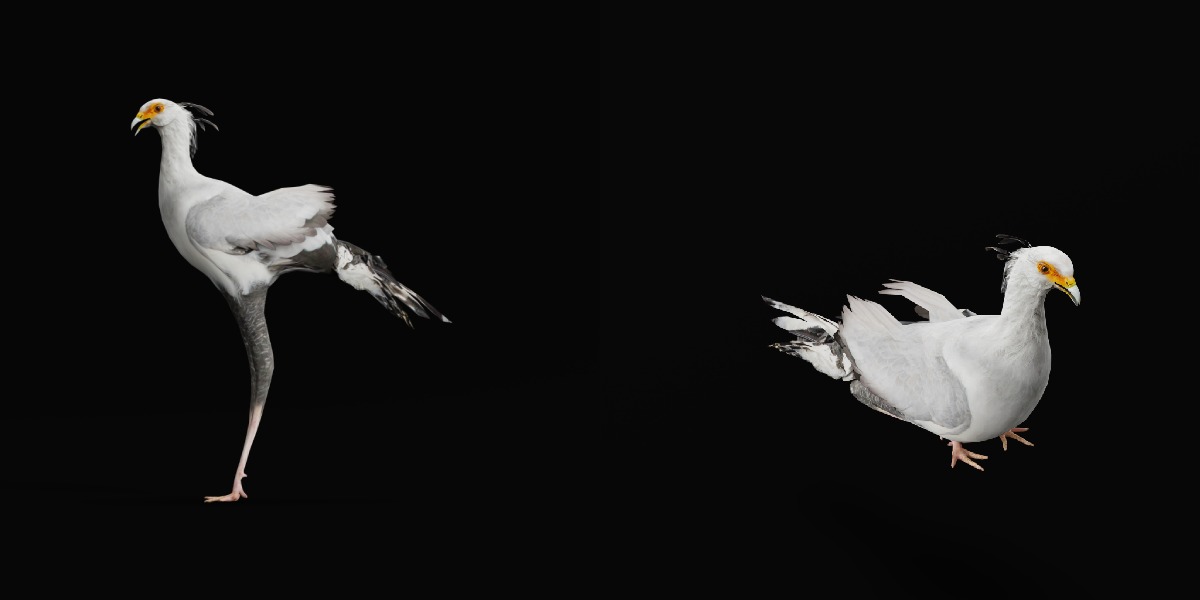 Secretary Bird Low-poly 3D model_37