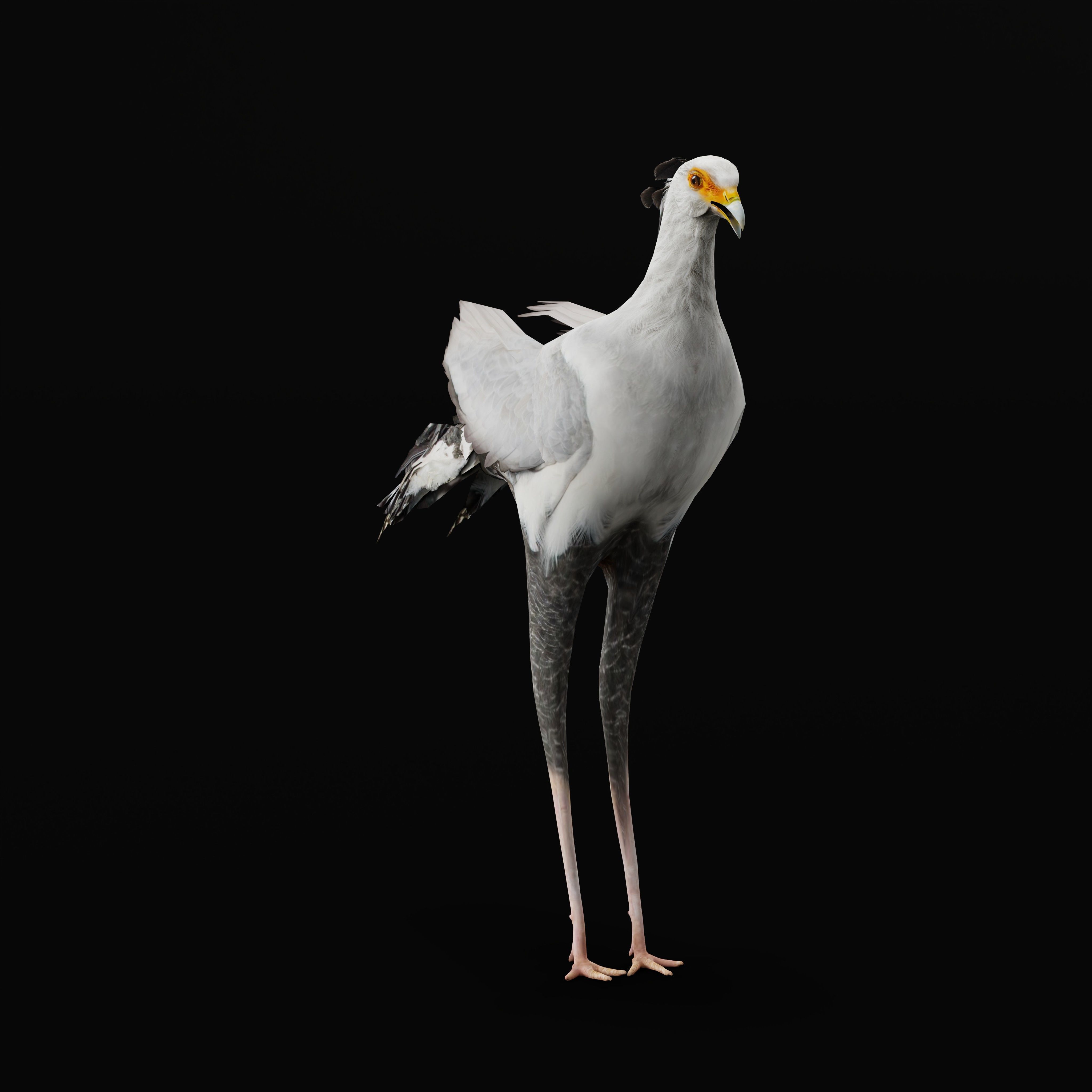 Secretary Bird Low-poly 3D model_41